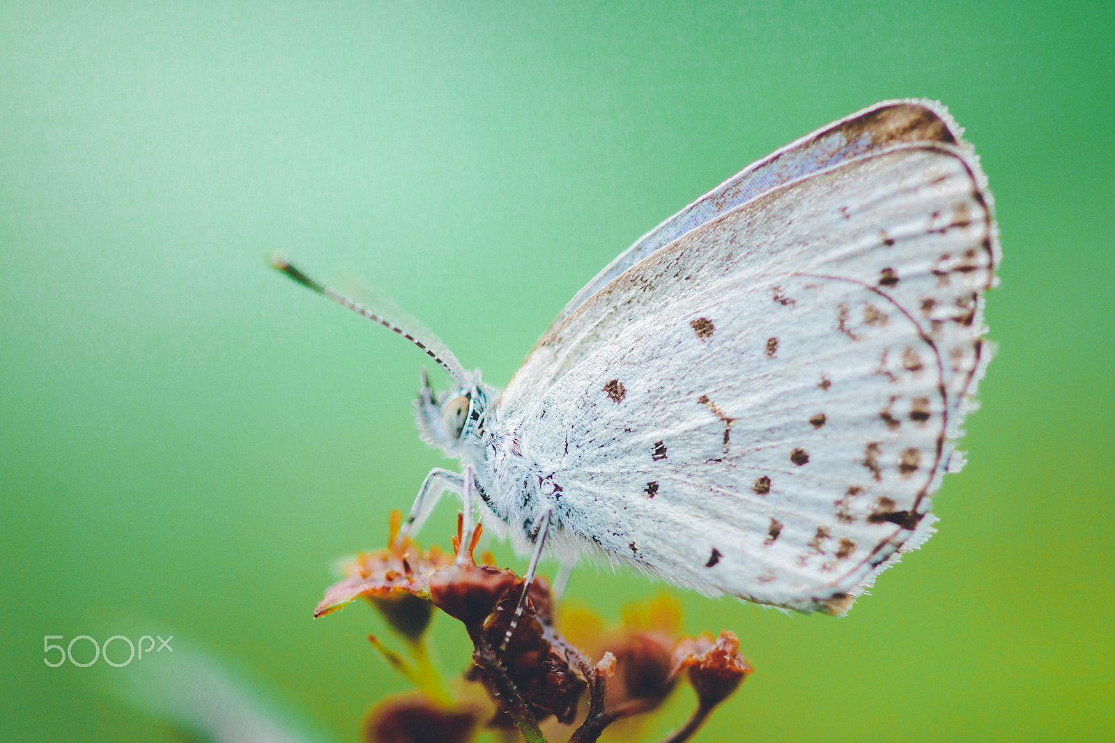 Sigma 105mm F2.8 EX DG OS HSM sample photo. Butterfly photography
