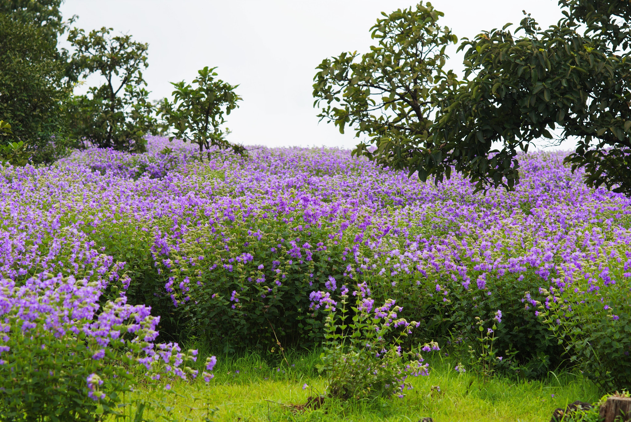 Sony Alpha DSLR-A200 sample photo. Splendid nature photography