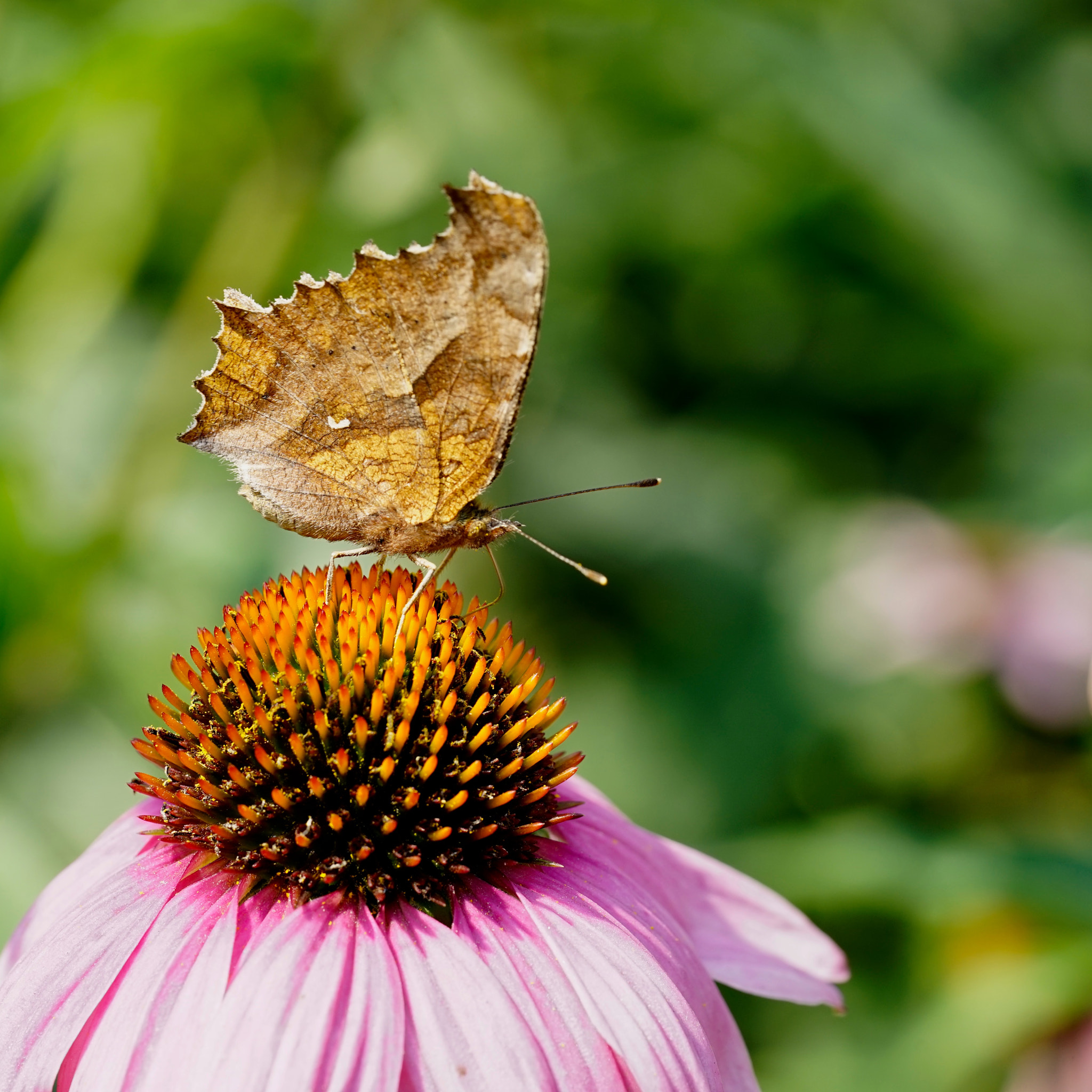 Sony a7 II + Sony FE 90mm F2.8 Macro G OSS sample photo. 蝶 photography