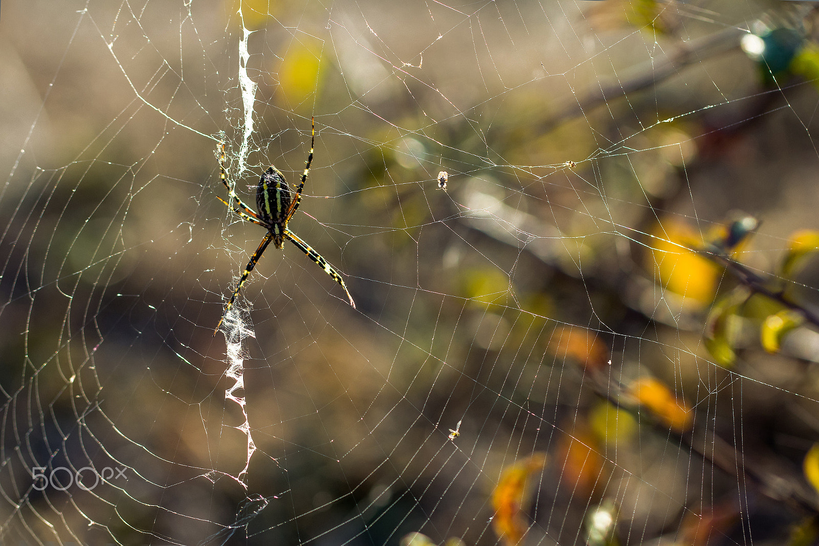 Canon EOS 60D + Canon EF 100mm F2.8L Macro IS USM sample photo. Spider web photography