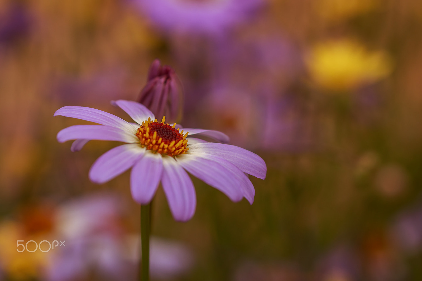 Canon EOS 70D + Canon EF 100mm F2.8L Macro IS USM sample photo. New growth photography