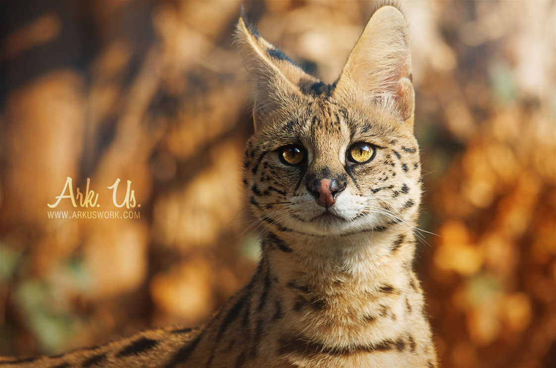Sigma 120-400mm F4.5-5.6 DG OS HSM sample photo. Serval photography
