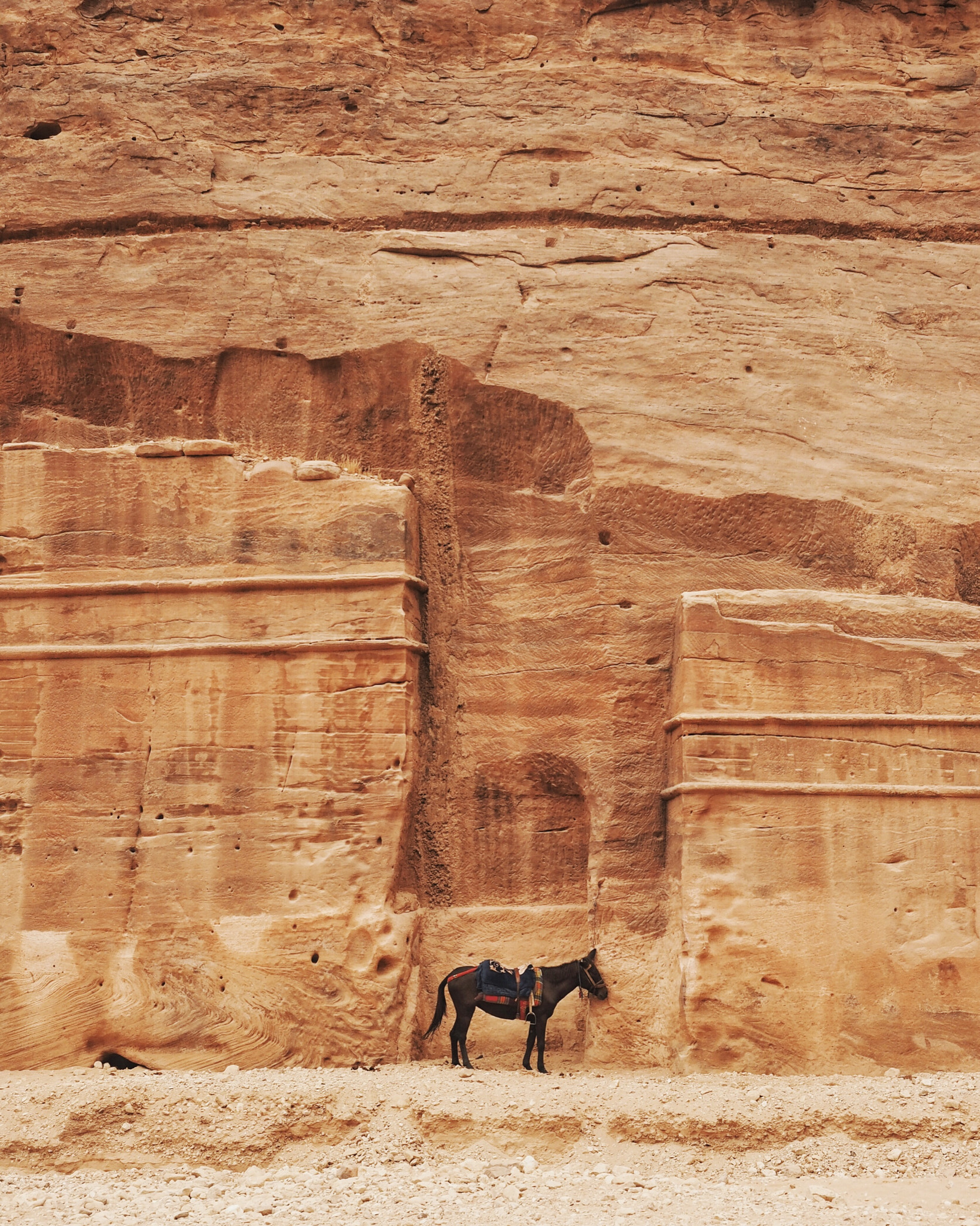 Olympus OM-D E-M5 II + Olympus M.Zuiko Digital ED 12-40mm F2.8 Pro sample photo. #tbt lonely mule in petra, jordan. photography