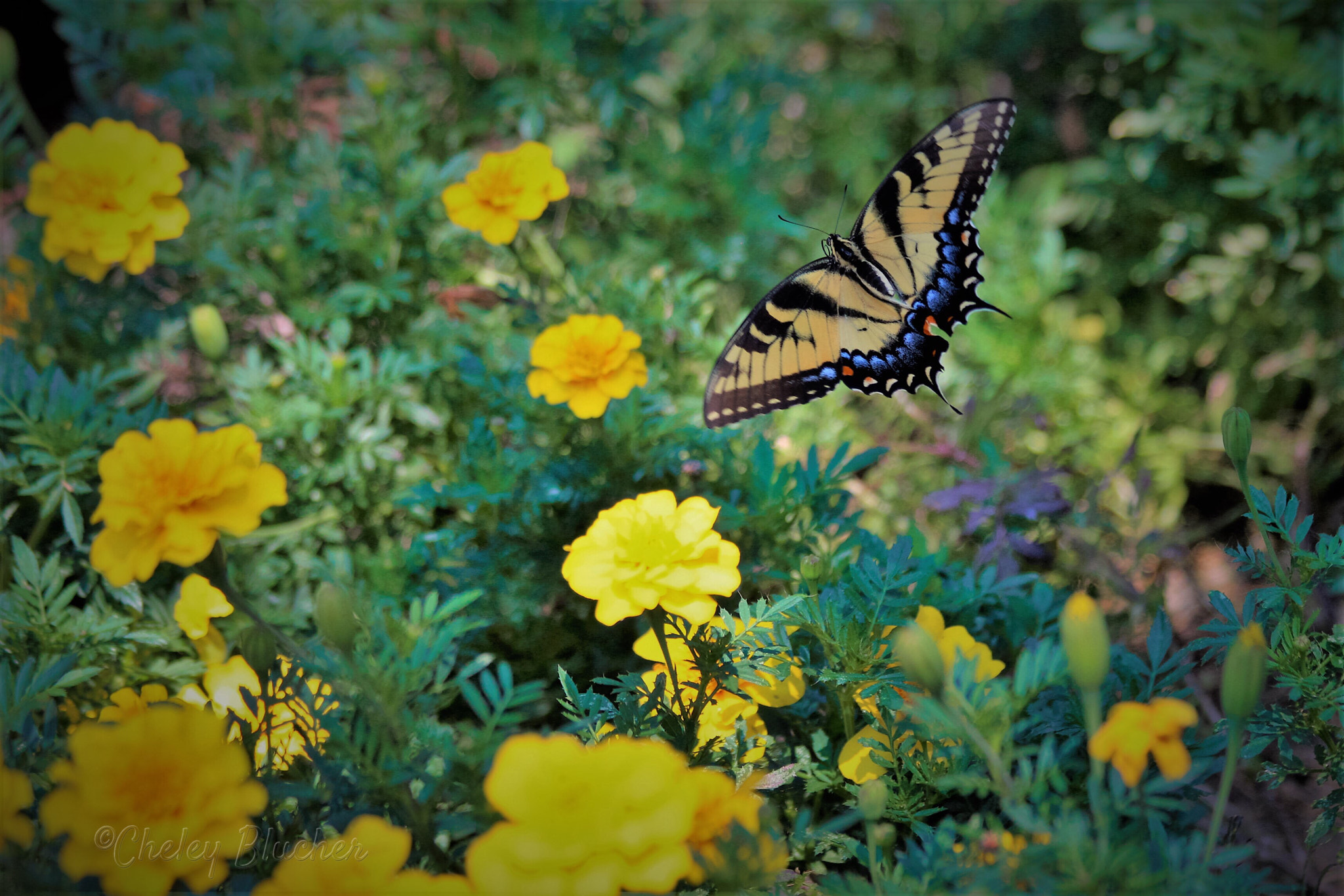 Canon EF 70-300mm F4-5.6 IS USM sample photo. A butterfly's flight! photography