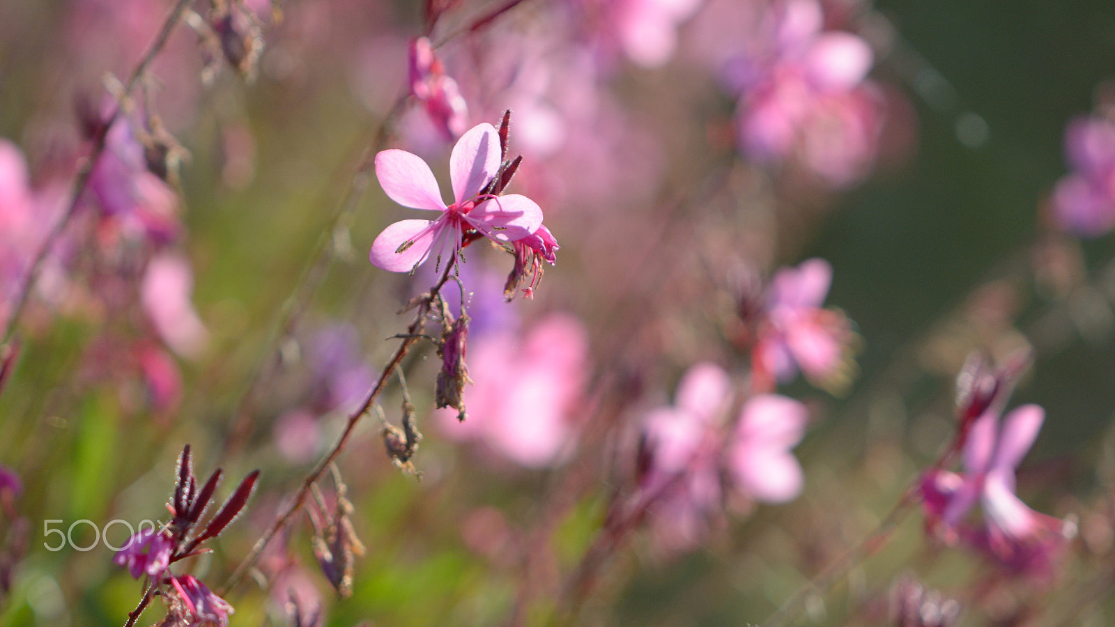 Nikon AF-S DX Micro-Nikkor 85mm F3.5G ED VR sample photo. Autumn flower photography