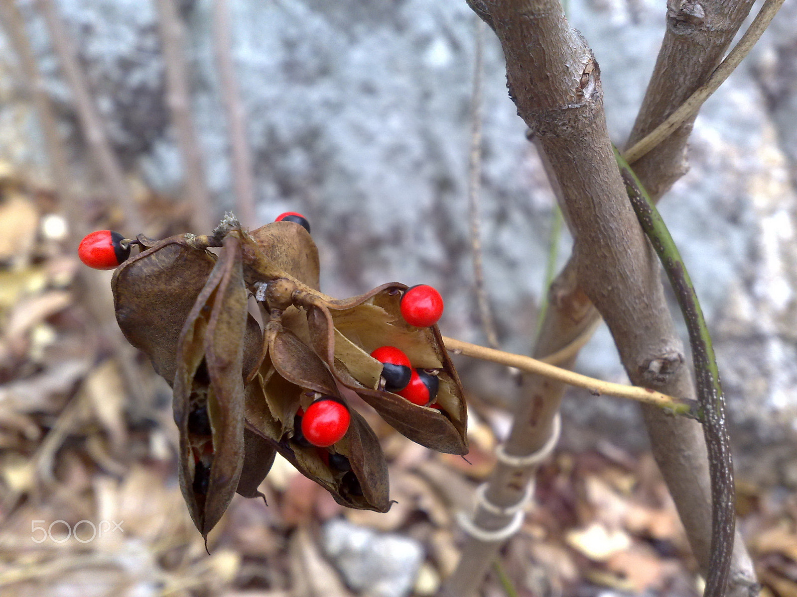 Nokia N82 sample photo. Arbus precatorius seeds photography