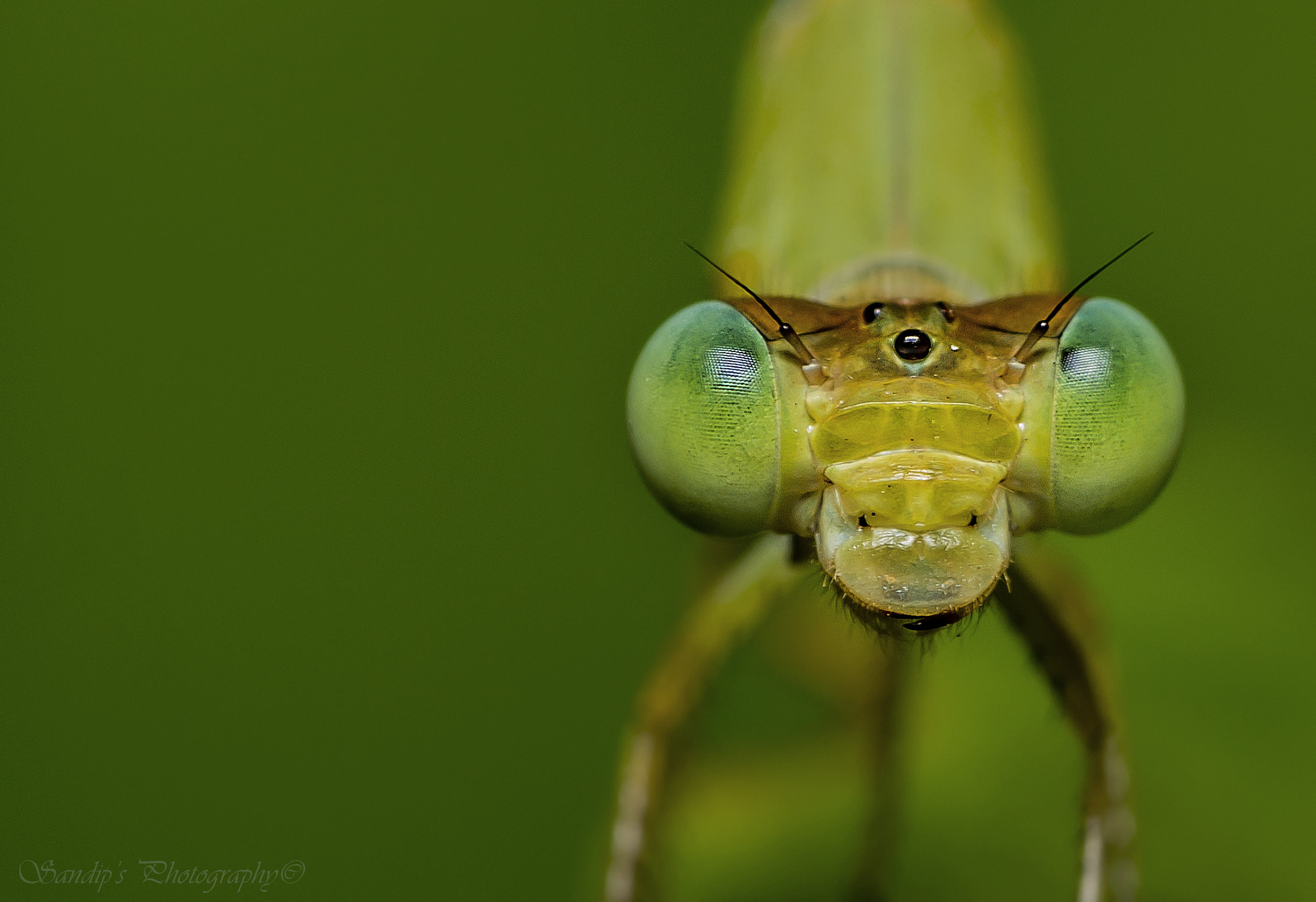 Canon EOS 600D (Rebel EOS T3i / EOS Kiss X5) + Tamron SP AF 90mm F2.8 Di Macro sample photo. Peaceful..... photography