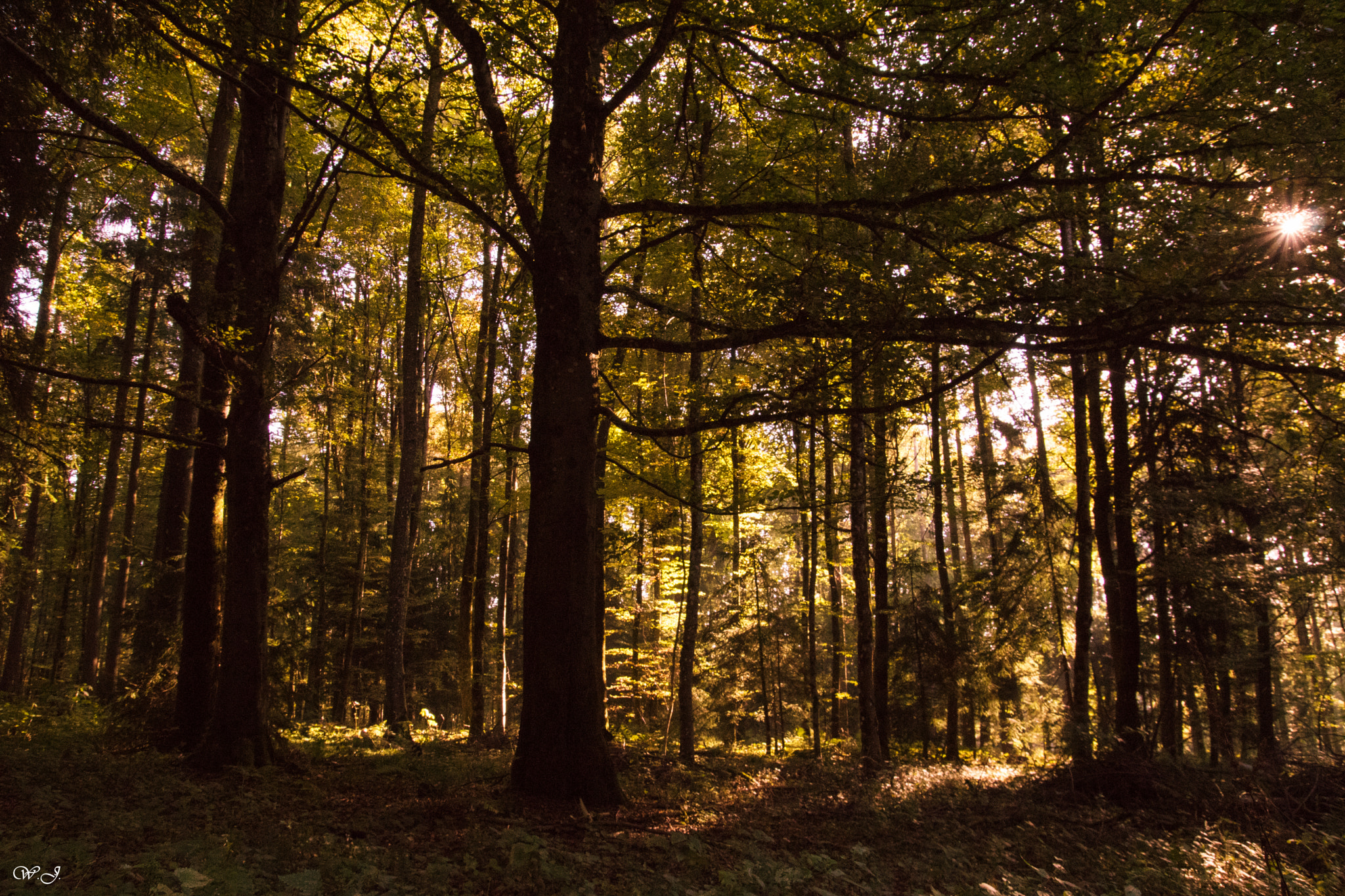 Sony ILCA-77M2 sample photo. Little light in the dark photography