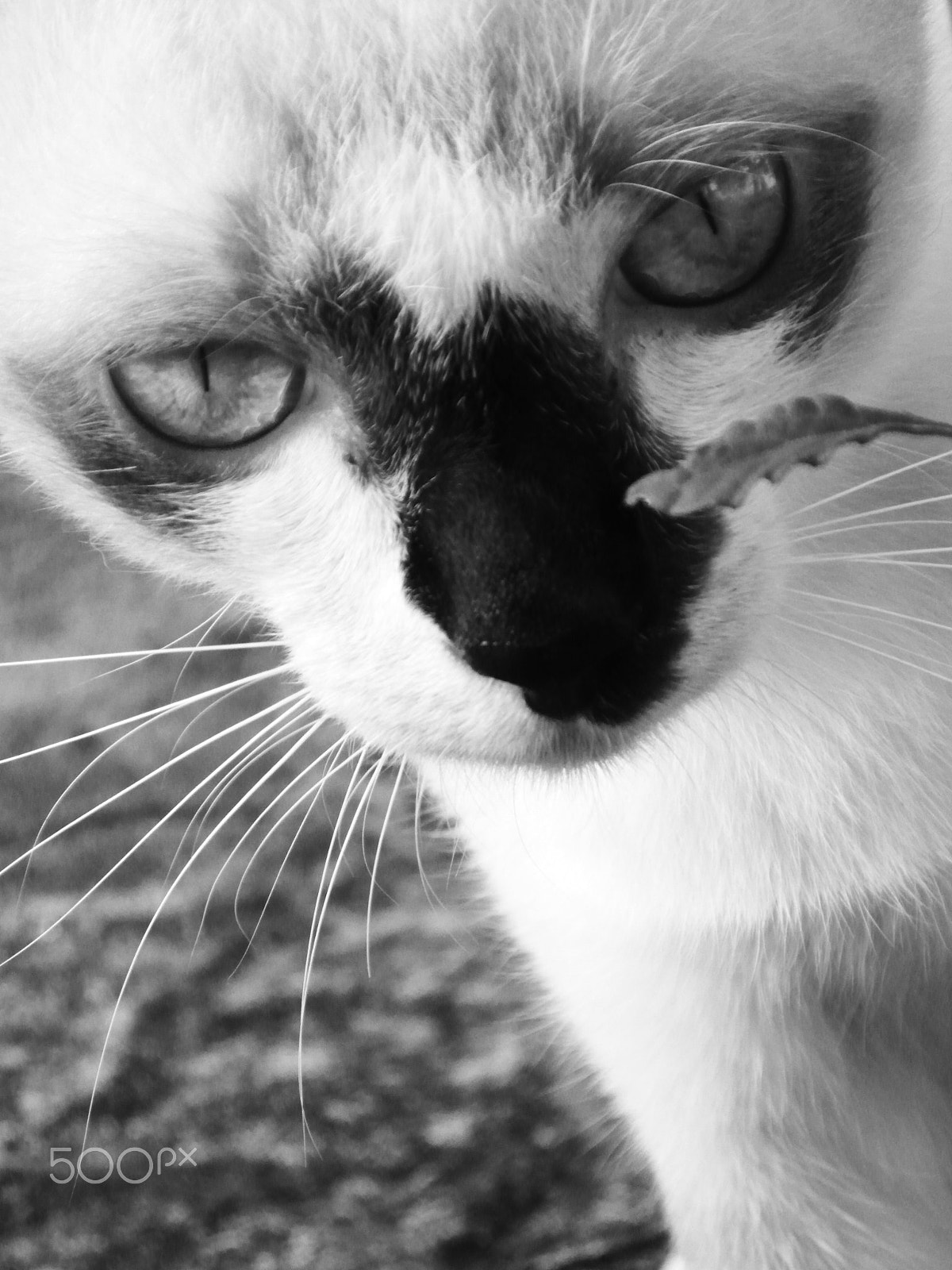 Samsung WB750 sample photo. Pets photography