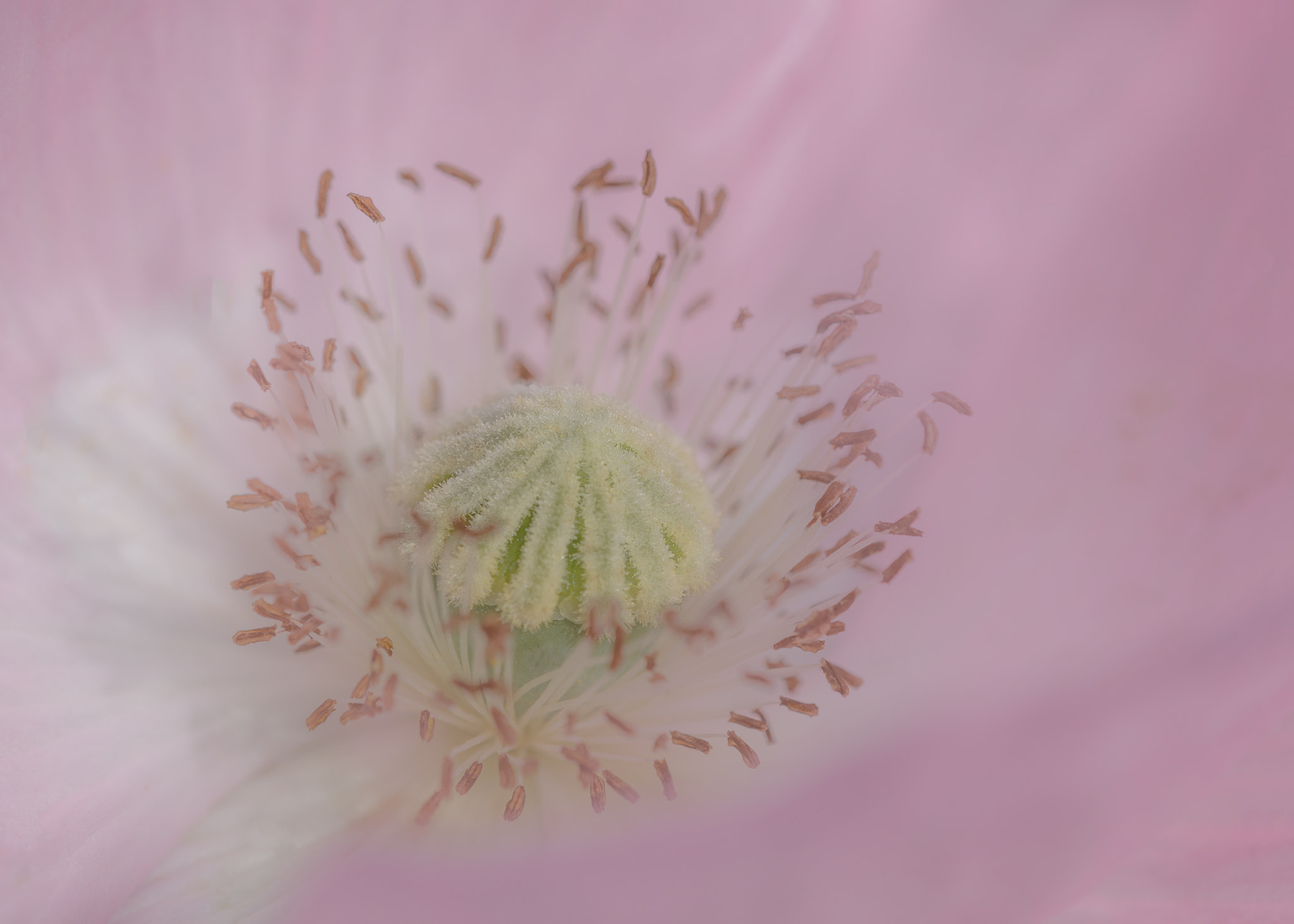 Nikon AF-S DX Micro-Nikkor 85mm F3.5G ED VR sample photo. Poppy photography