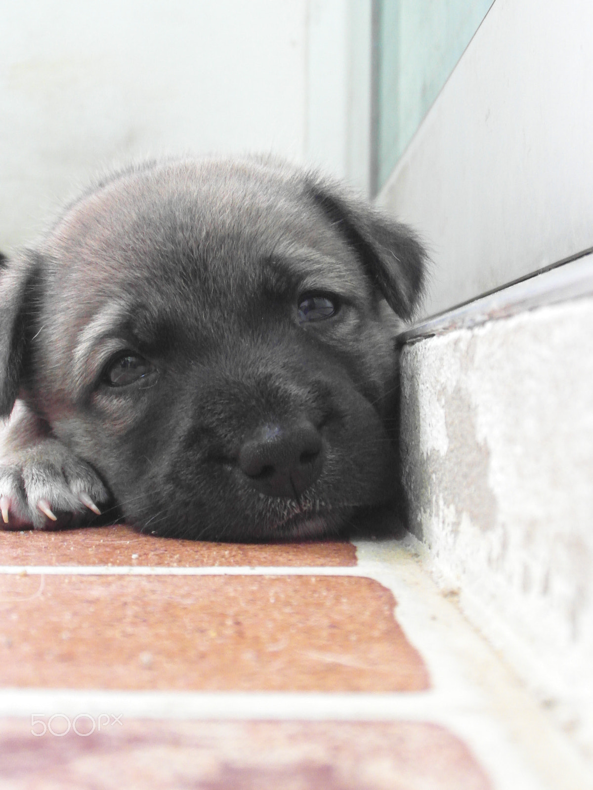 Samsung WB750 sample photo. Pets photography