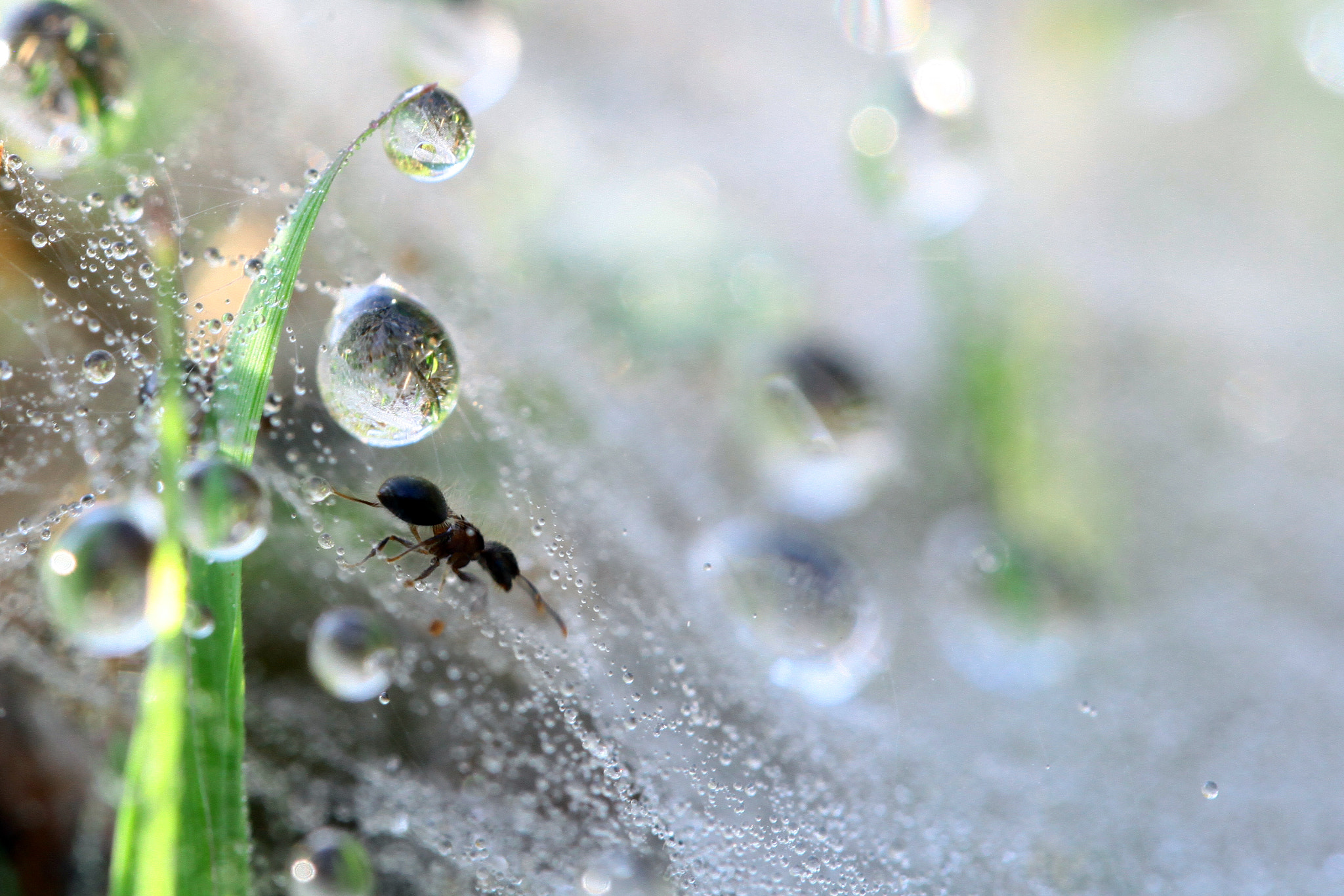 Canon EF 100mm F2.8L Macro IS USM sample photo. Winter photography