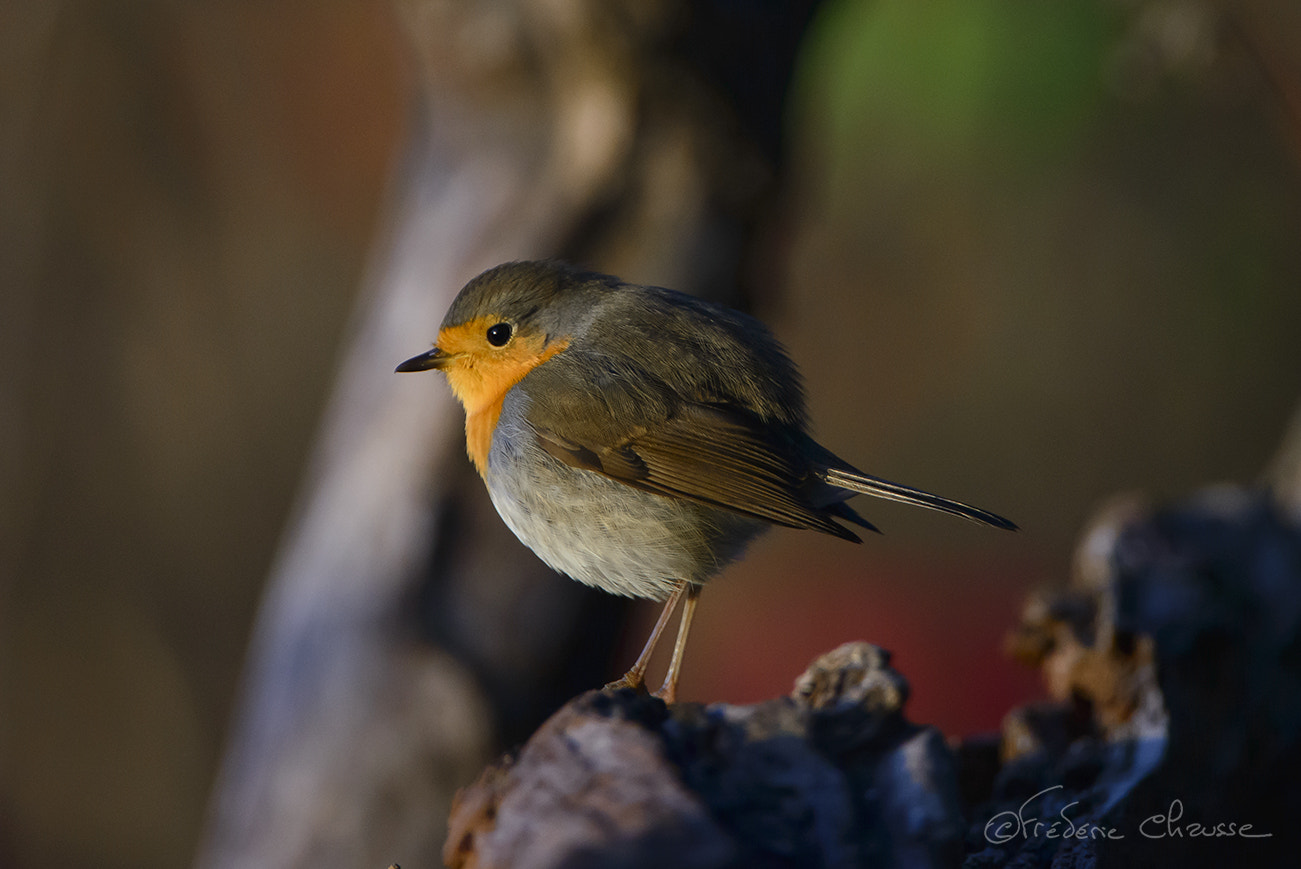 Nikon AF-S Nikkor 200-400mm F4G ED-IF VR sample photo. European robin photography