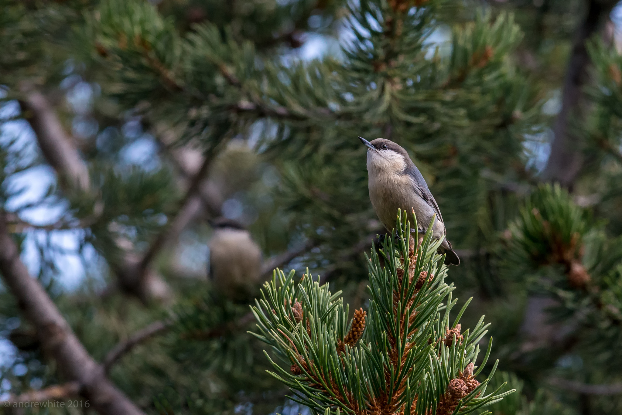 Nikon AF-S Nikkor 300mm F2.8G ED VR II sample photo. Pigmy nuthatches photography