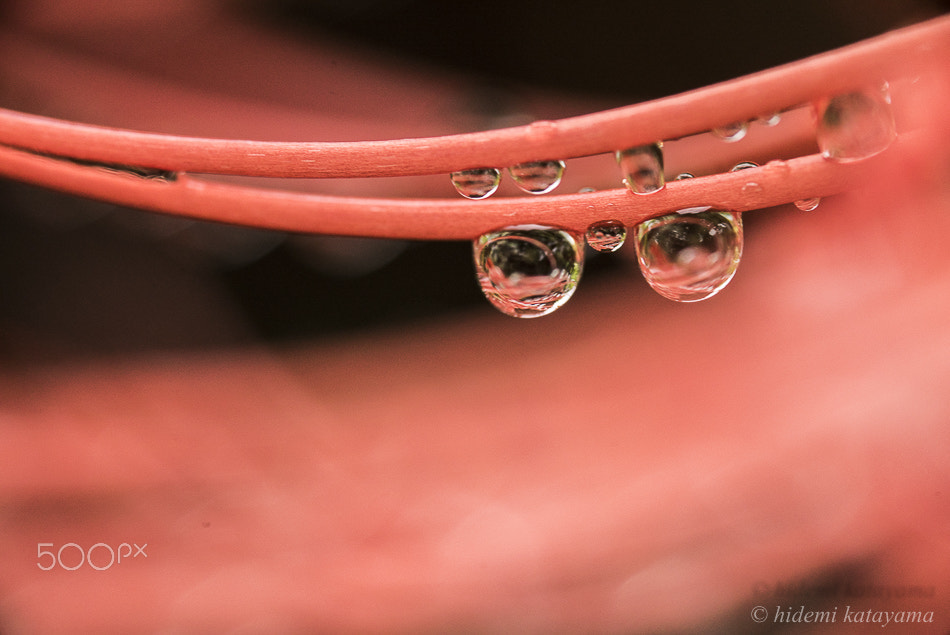 Sony a7S + Tamron SP AF 180mm F3.5 Di LD (IF) Macro sample photo. Red drops photography