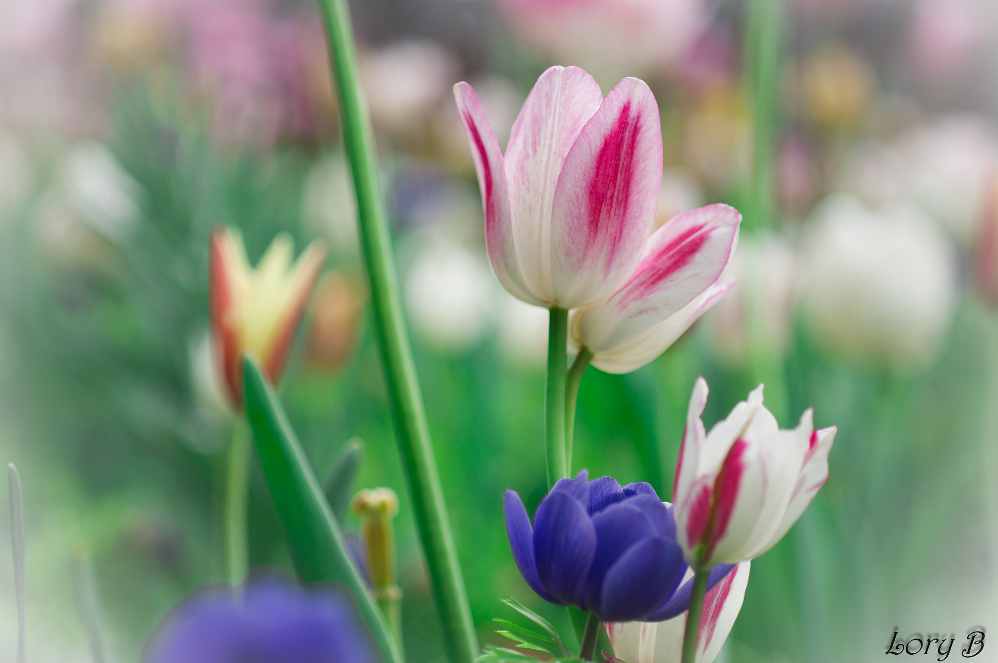 Pentax K-x sample photo. Tulipano photography