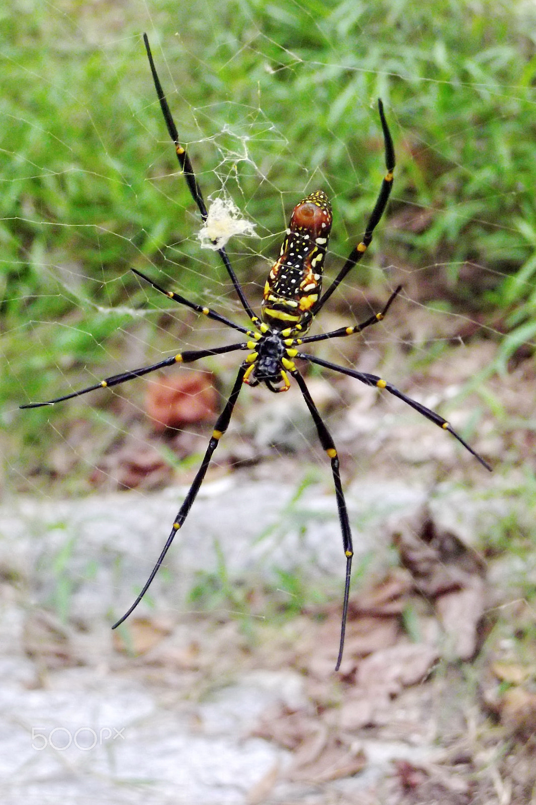 FujiFilm FinePix T300 (FinePix T305 / FinePix T305) sample photo. Spider photography