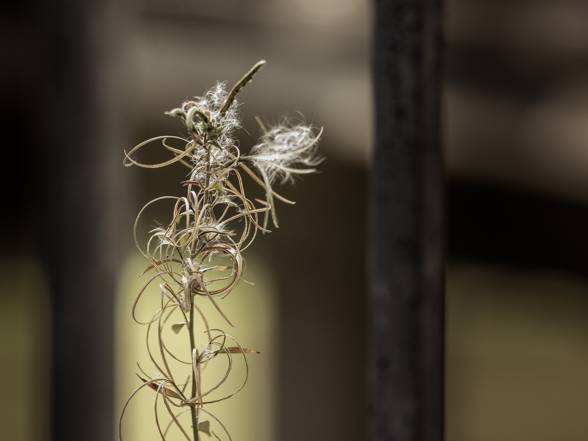 Sony a6000 + Sony FE 90mm F2.8 Macro G OSS sample photo. Catch the light! and you will grow... photography