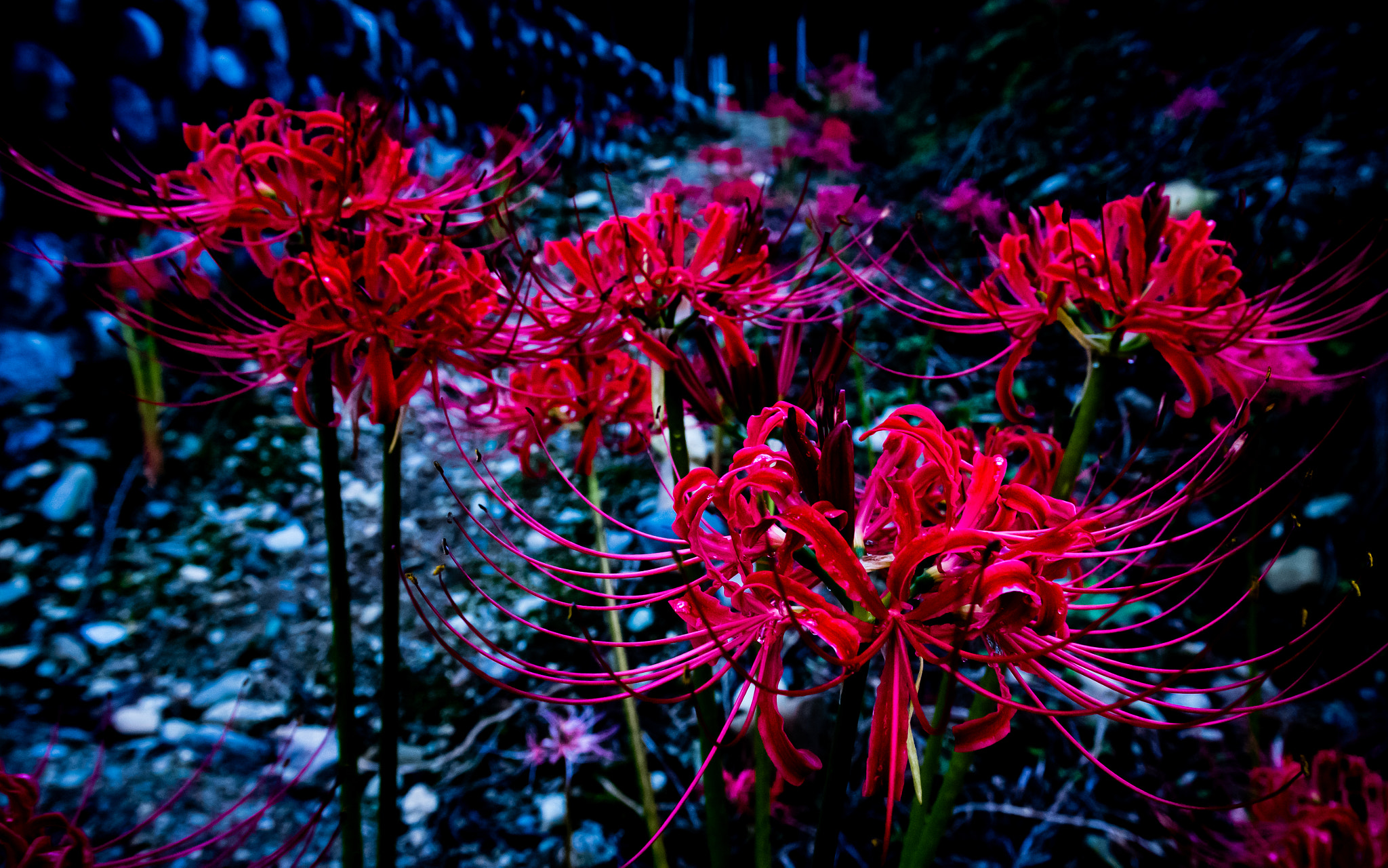 Pentax smc DA 14mm F2.8 ED (IF) sample photo. Red spider lily photography