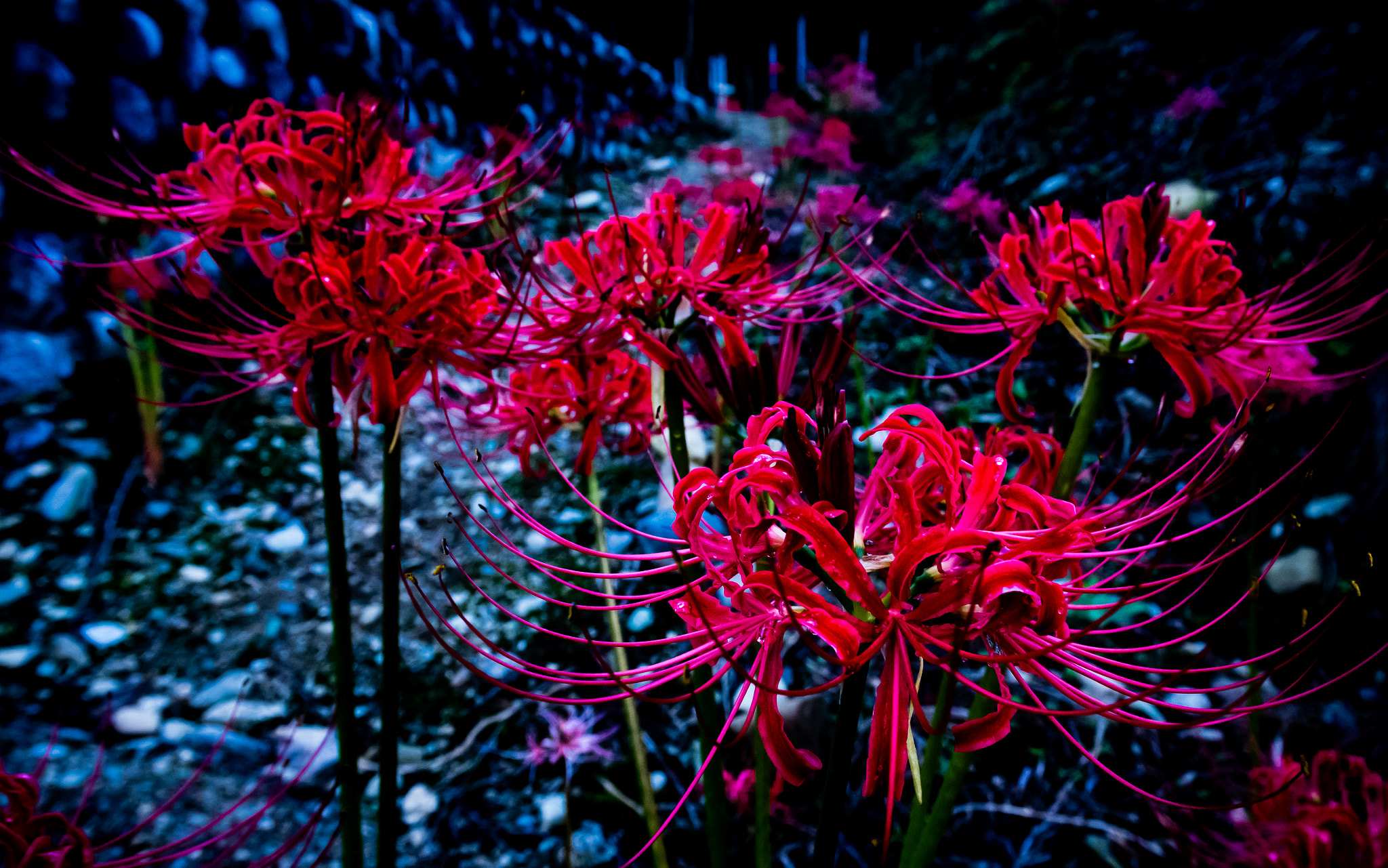 Pentax smc DA 14mm F2.8 ED (IF) sample photo. Red spider lily photography