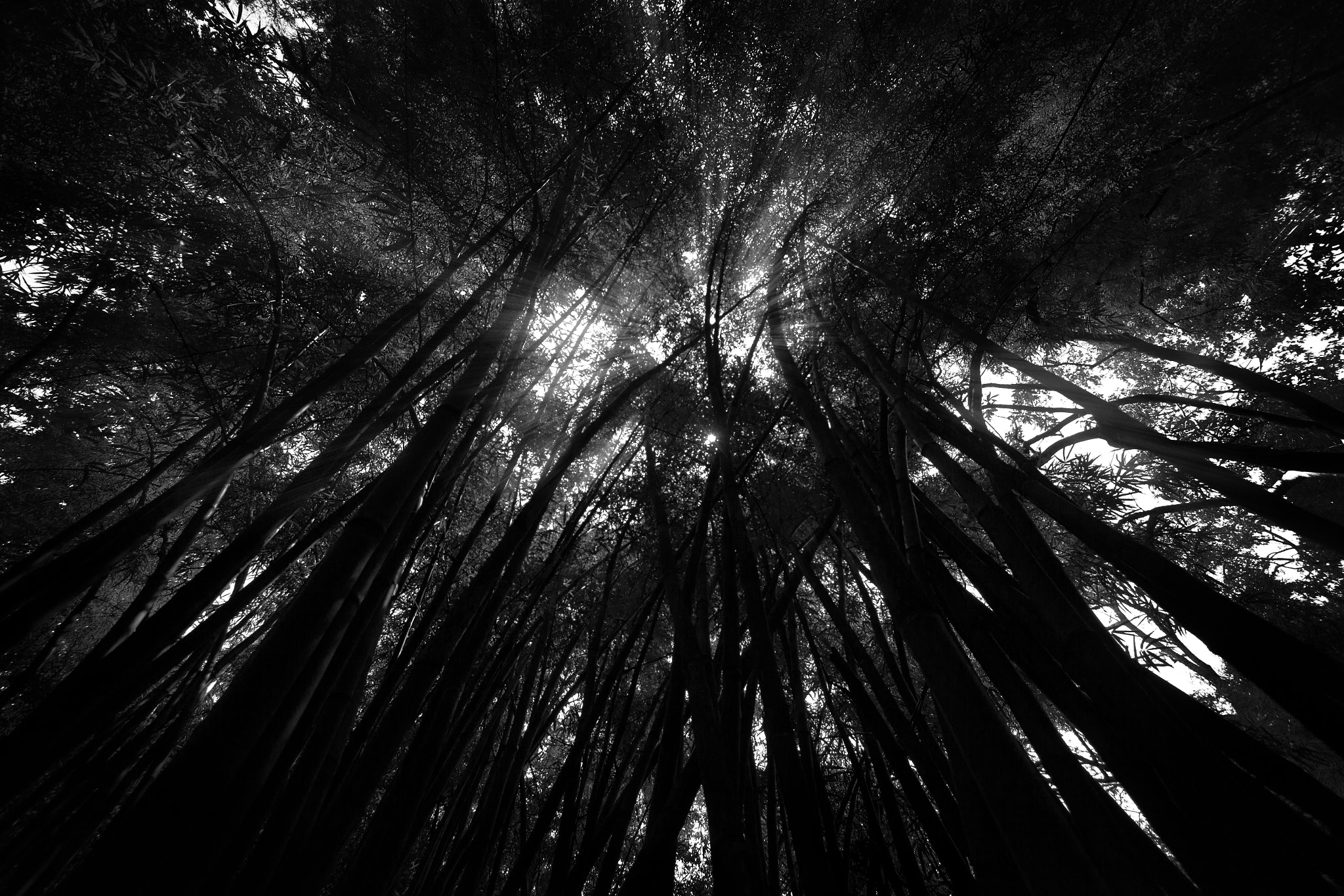 Sigma 8-16mm F4.5-5.6 DC HSM sample photo. Bamboo photography