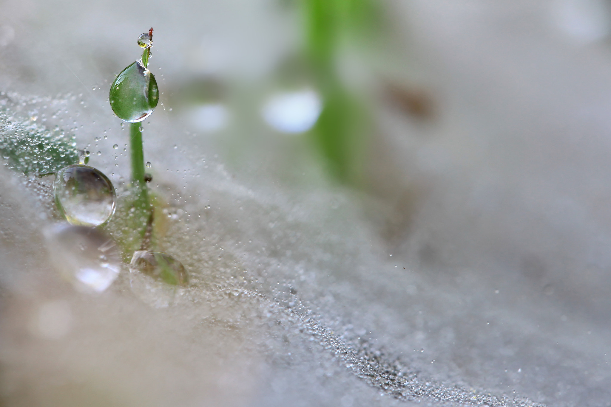 Canon EF 100mm F2.8L Macro IS USM sample photo. Single dew photography