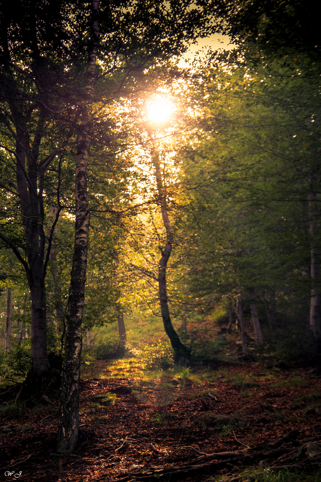 Sony ILCA-77M2 sample photo. Birch in magic light photography