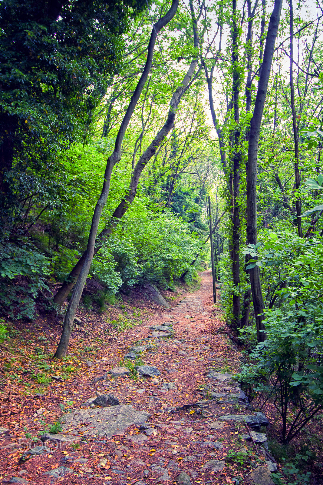 Canon EOS 7D sample photo. Road between trees in autumn photography