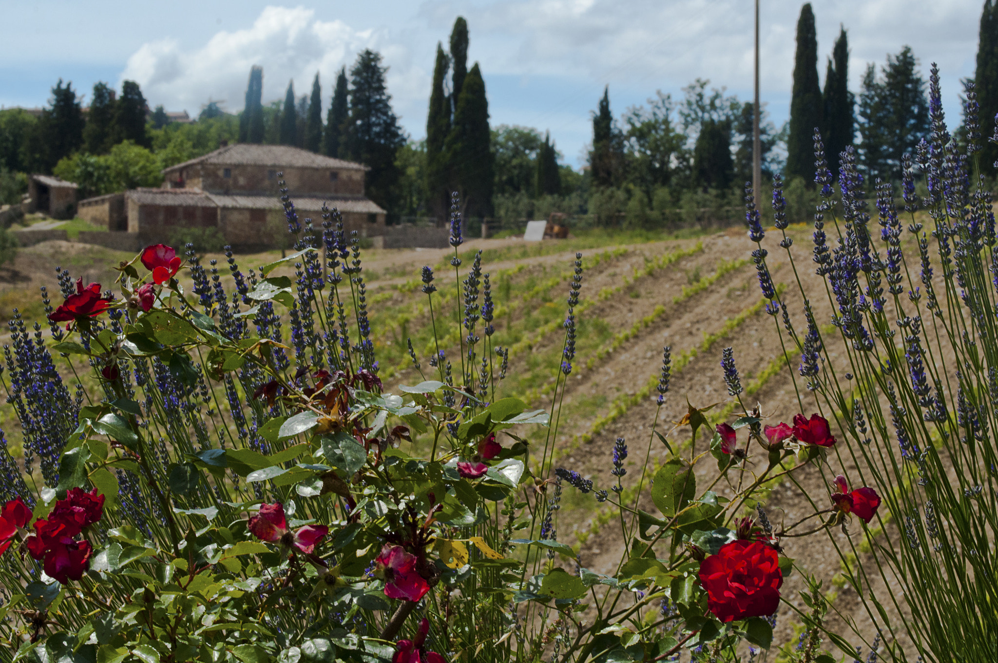 Nikon D90 + Sigma 70-200mm F2.8 EX DG OS HSM sample photo. Tuscan life photography