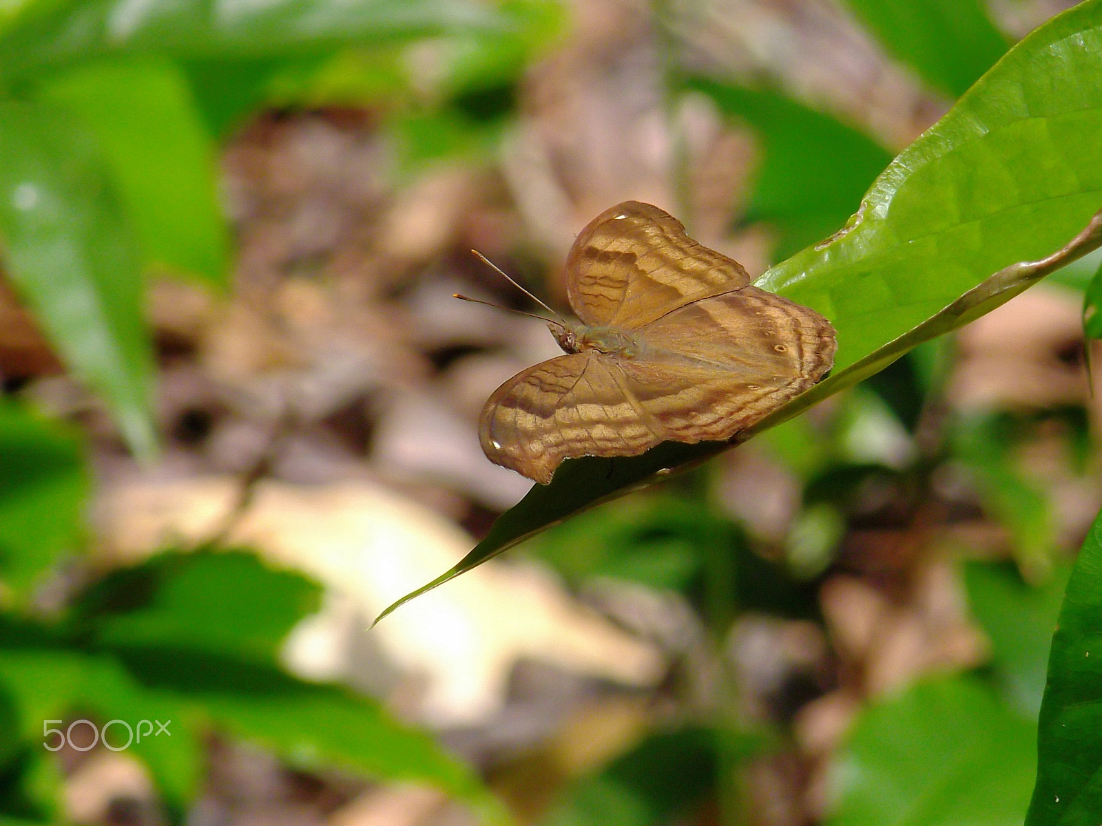 FujiFilm FinePix T300 (FinePix T305 / FinePix T305) sample photo. Butterfly photography