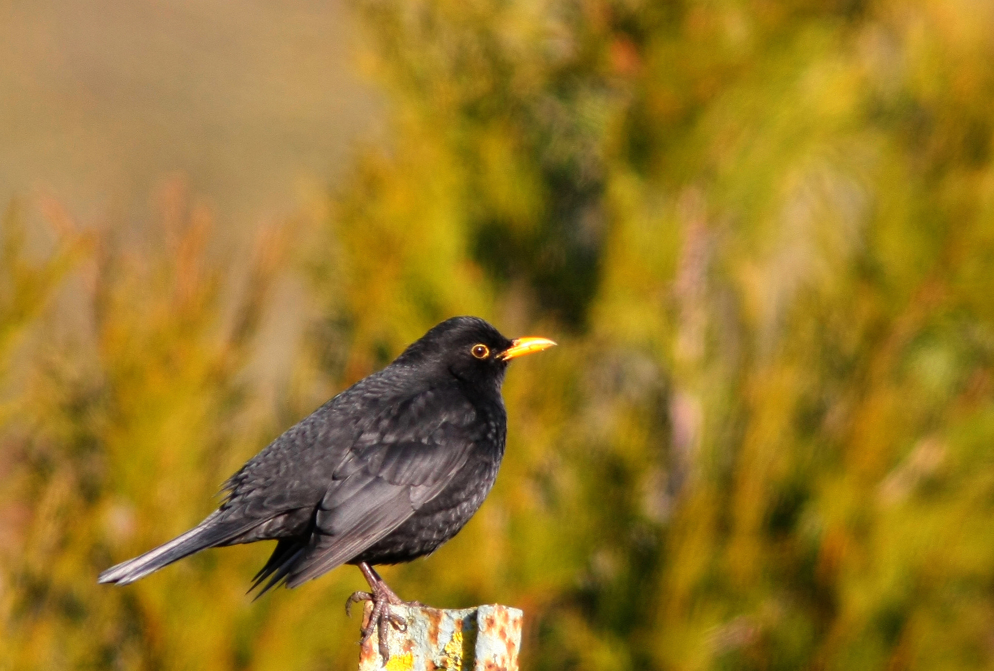 Canon EOS 40D + Canon EF 300mm F4L IS USM sample photo. The blackbird..... photography