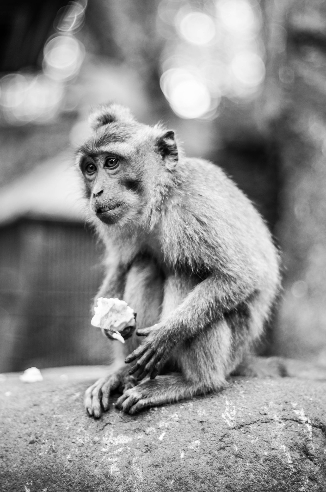 Pentax K-30 sample photo. Sad monkey photography
