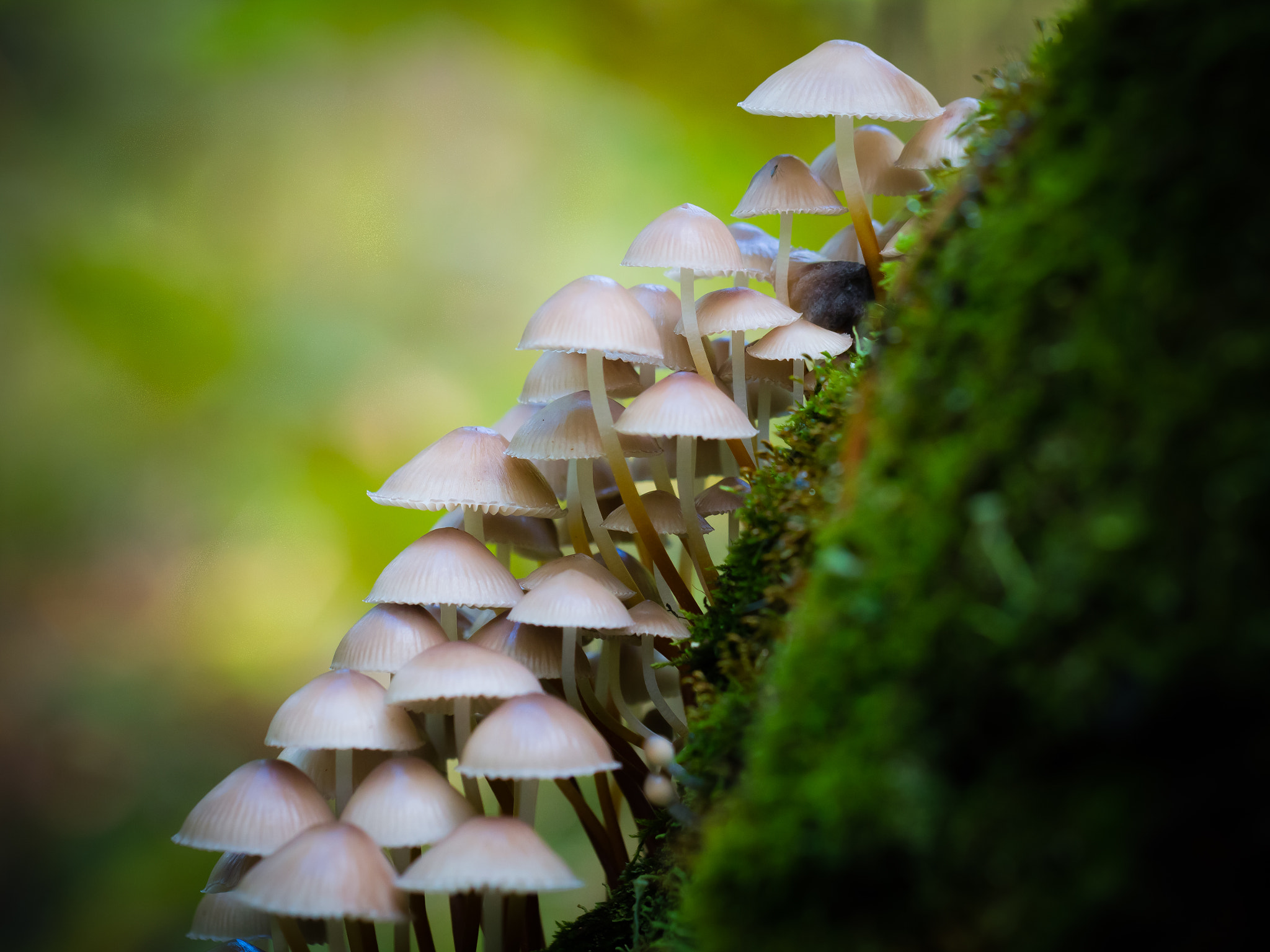 Canon EOS 70D + Canon EF 100mm F2.8L Macro IS USM sample photo. Mushrooms. photography