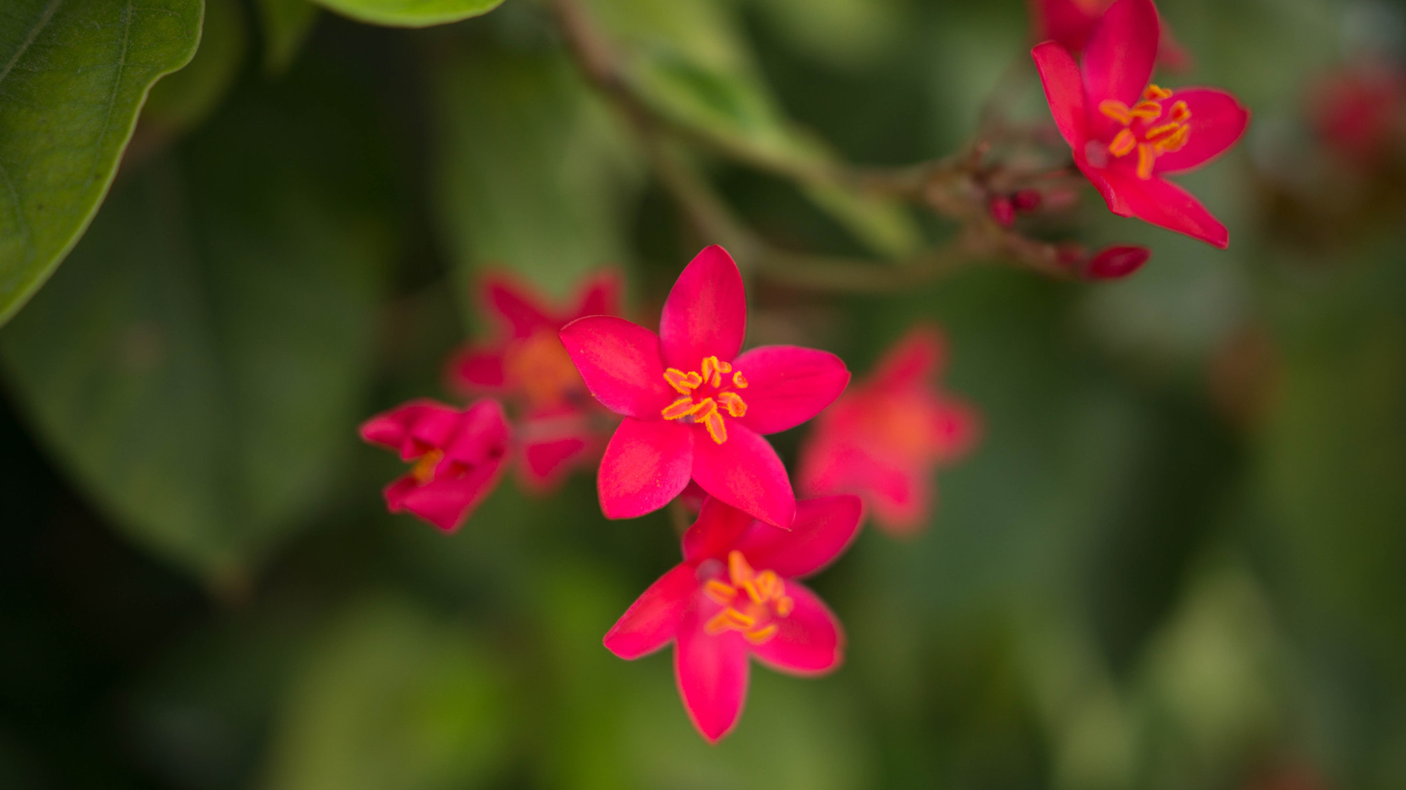 Sony Alpha NEX-7 sample photo. Flowers photography