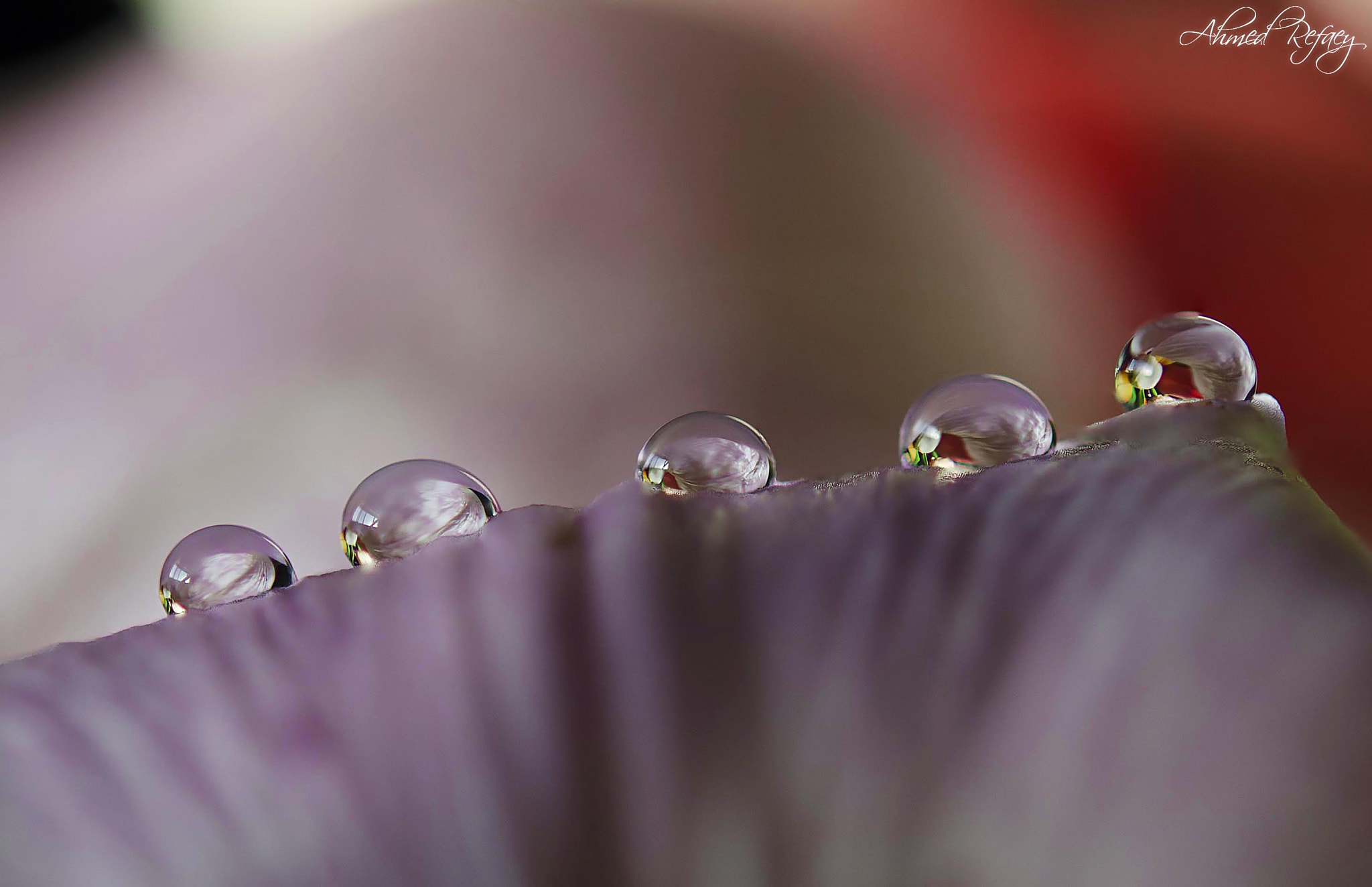 Nikon D7000 + Nikon AF-S Micro-Nikkor 60mm F2.8G ED sample photo. Pearls of water droplets photography