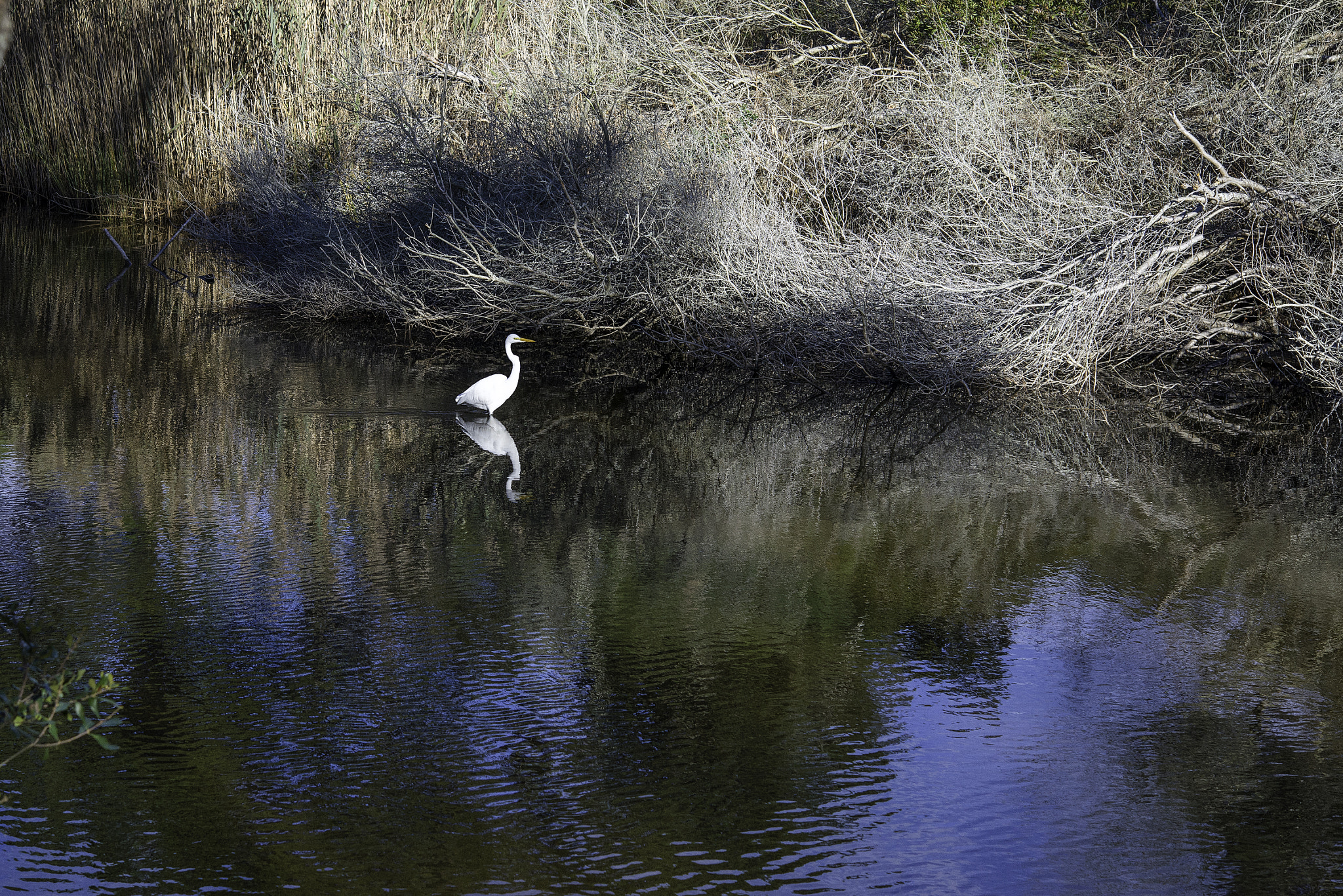 Nikon AF-S Micro-Nikkor 60mm F2.8G ED sample photo. Egret in the morning shadows photography