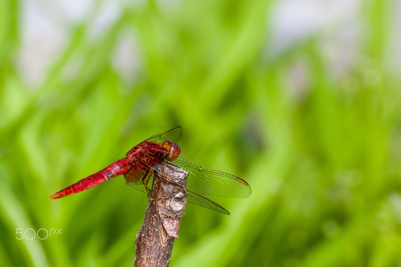 Canon EOS 5D Mark II + Tamron SP 70-300mm F4-5.6 Di VC USD sample photo. Dragonfly 2016 - ii photography