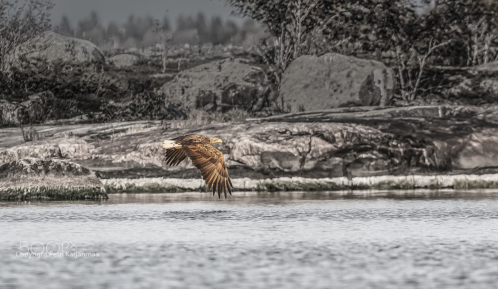 Canon EOS 7D Mark II + Canon EF 300mm f/2.8L + 1.4x sample photo. Freedom photography