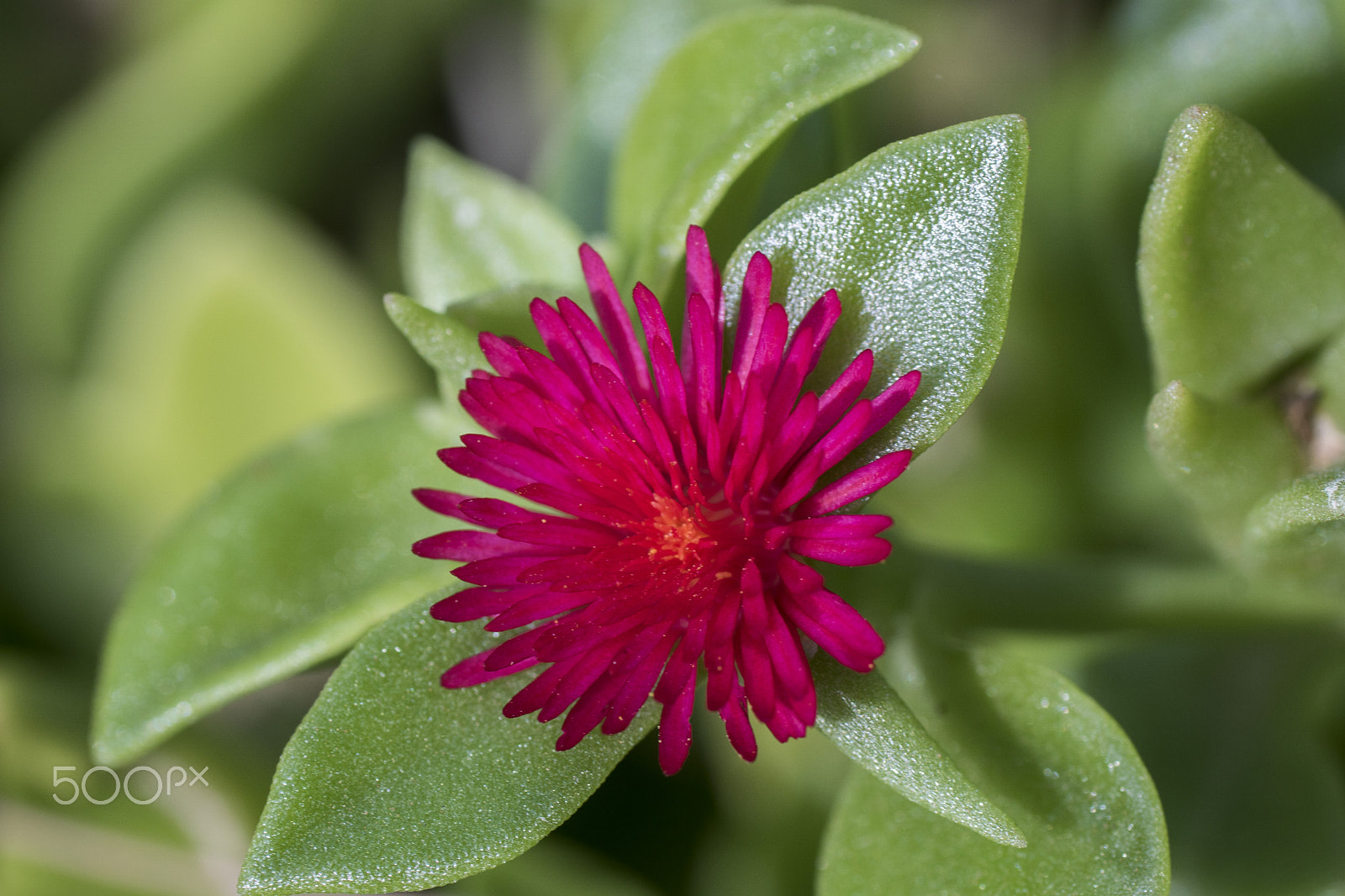 Sony ILCA-77M2 + Tamron SP AF 90mm F2.8 Di Macro sample photo. Flower photography