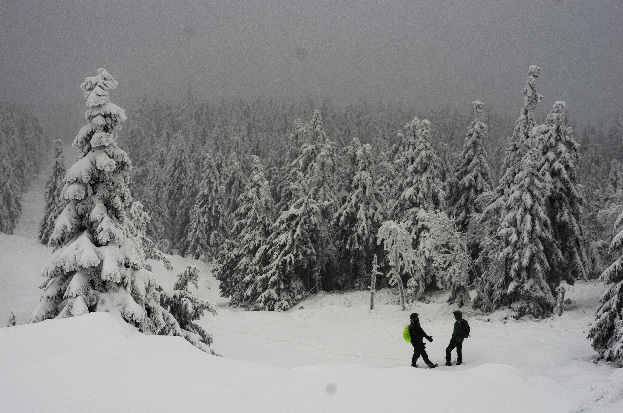smc PENTAX-FA Macro 50mm F2.8 sample photo. Snowy forest below Śnieżnik photography