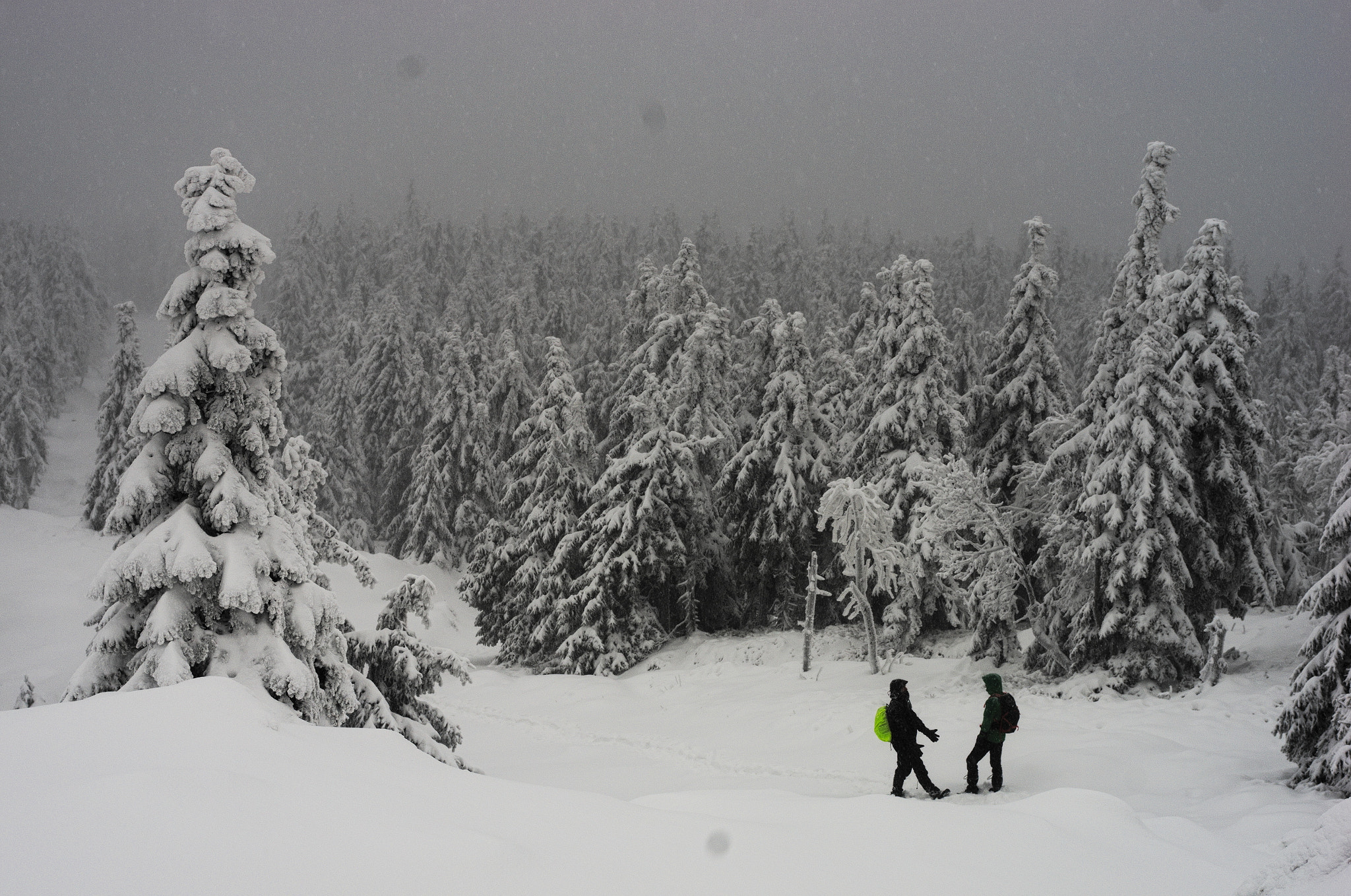 Pentax K-5 + smc PENTAX-FA Macro 50mm F2.8 sample photo. Snowy forest below Śnieżnik photography