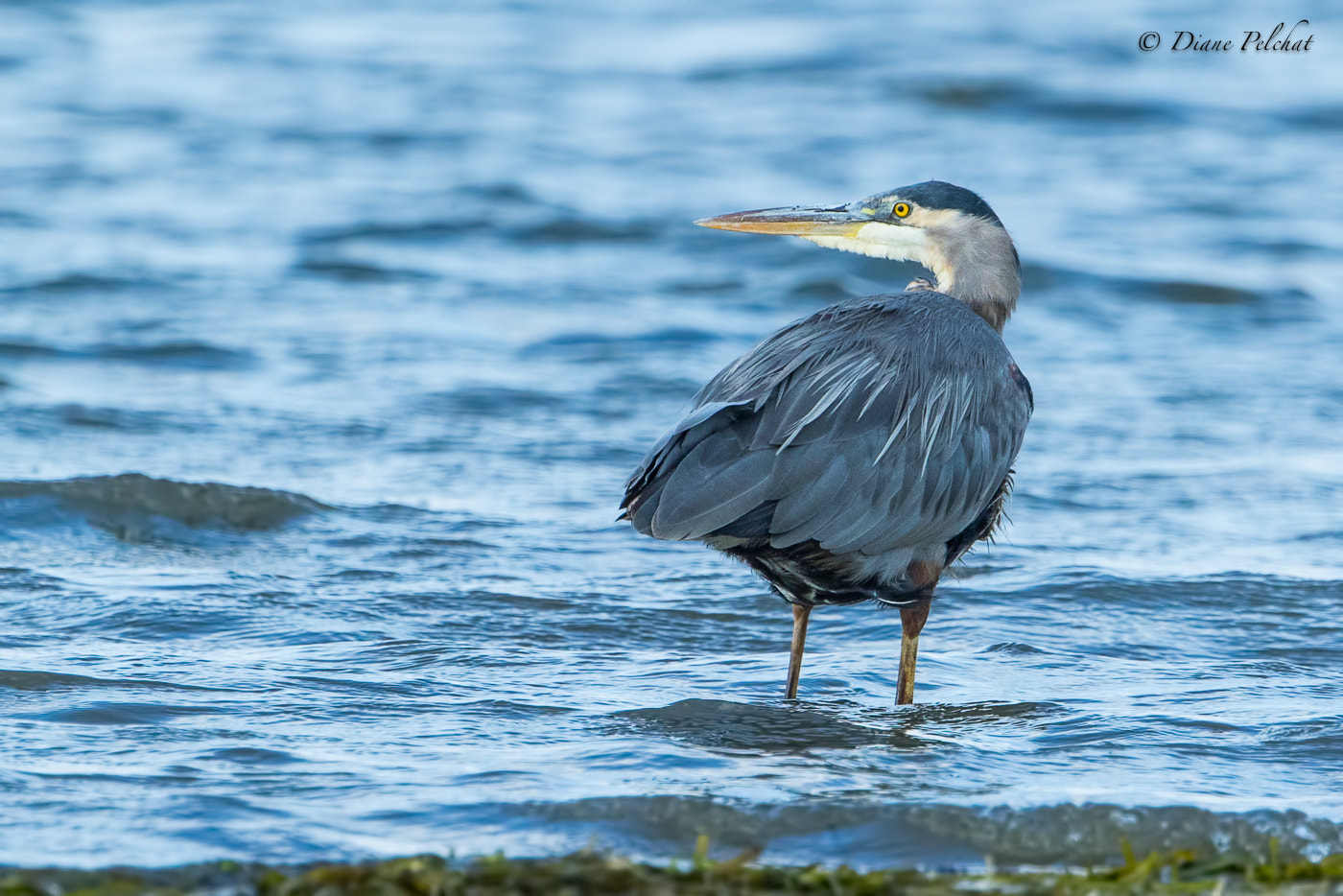 Canon EOS 7D Mark II + Canon EF 300mm F2.8L IS II USM sample photo. Great blue heron photography