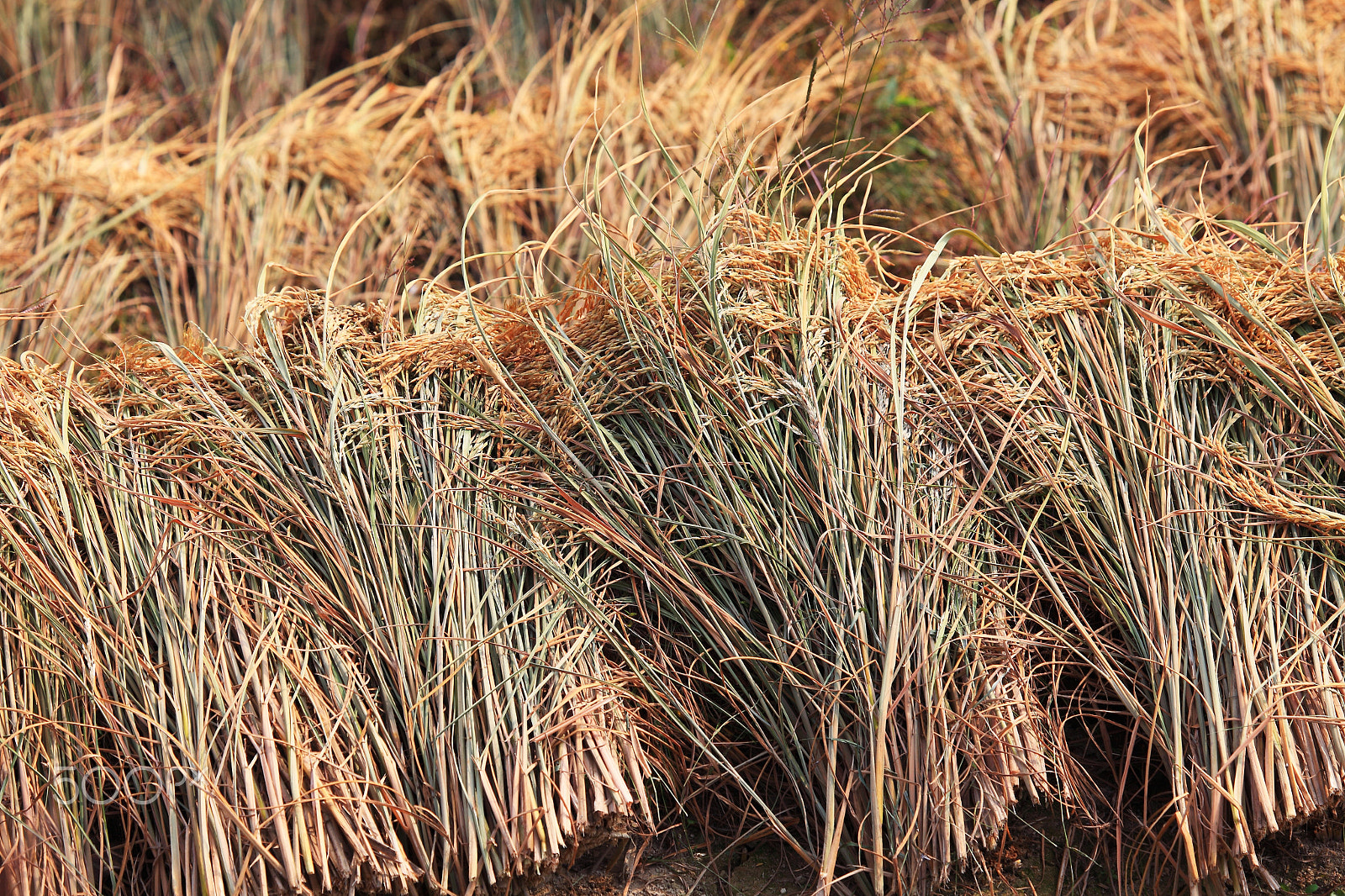 Canon EF 100-400mm F4.5-5.6L IS USM sample photo. Rice in longji photography