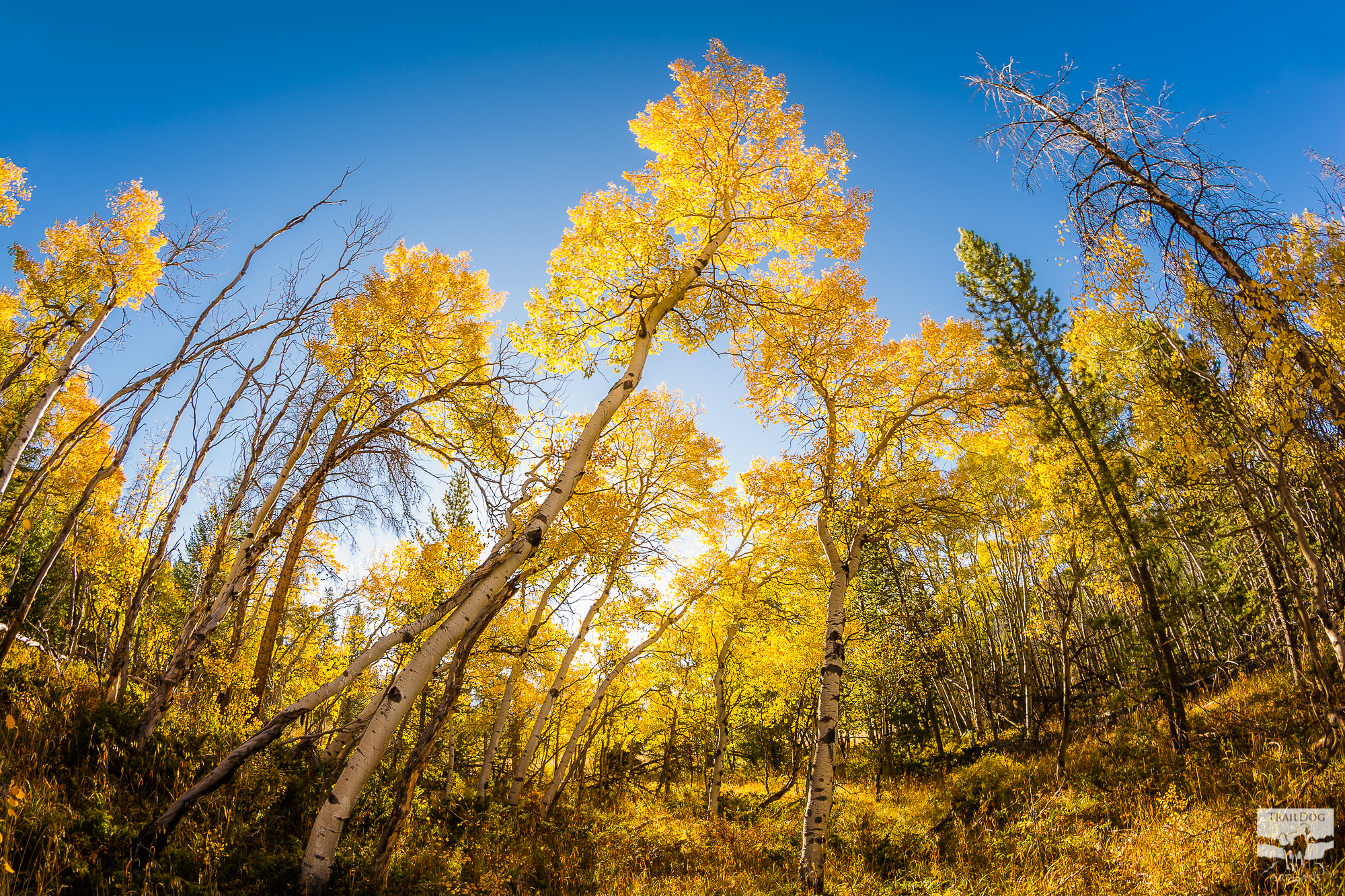 Nikon D5200 + Samyang 8mm F3.5 Aspherical IF MC Fisheye sample photo. "aspen grove in morning's light" photography