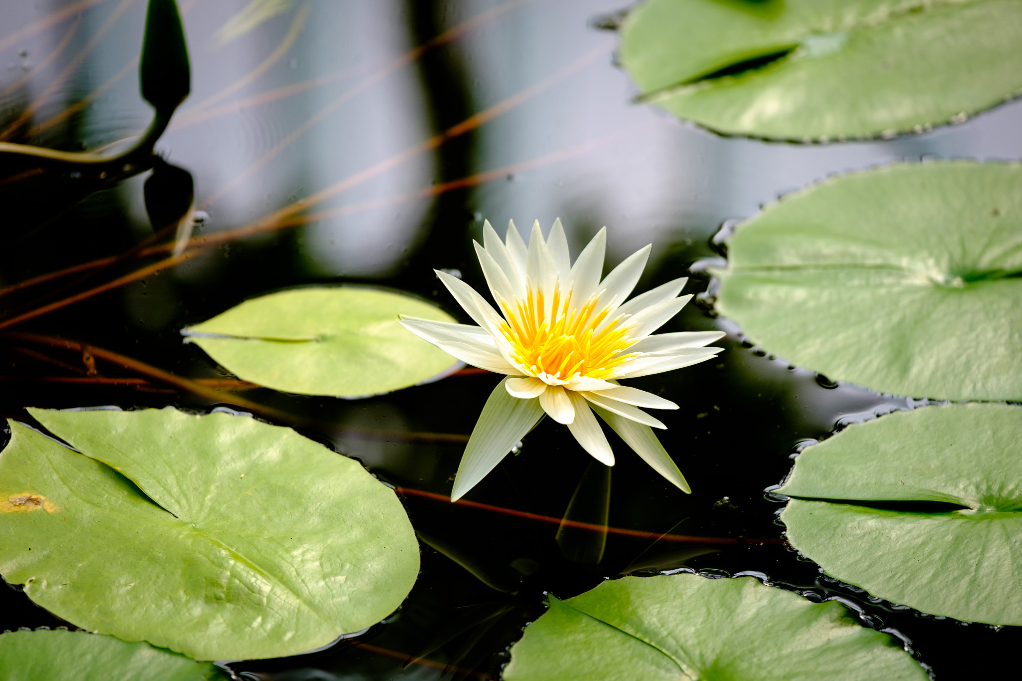 Fujifilm X-T10 + Fujifilm XF 50-140mm F2.8 R LM OIS WR sample photo. Water lily photography