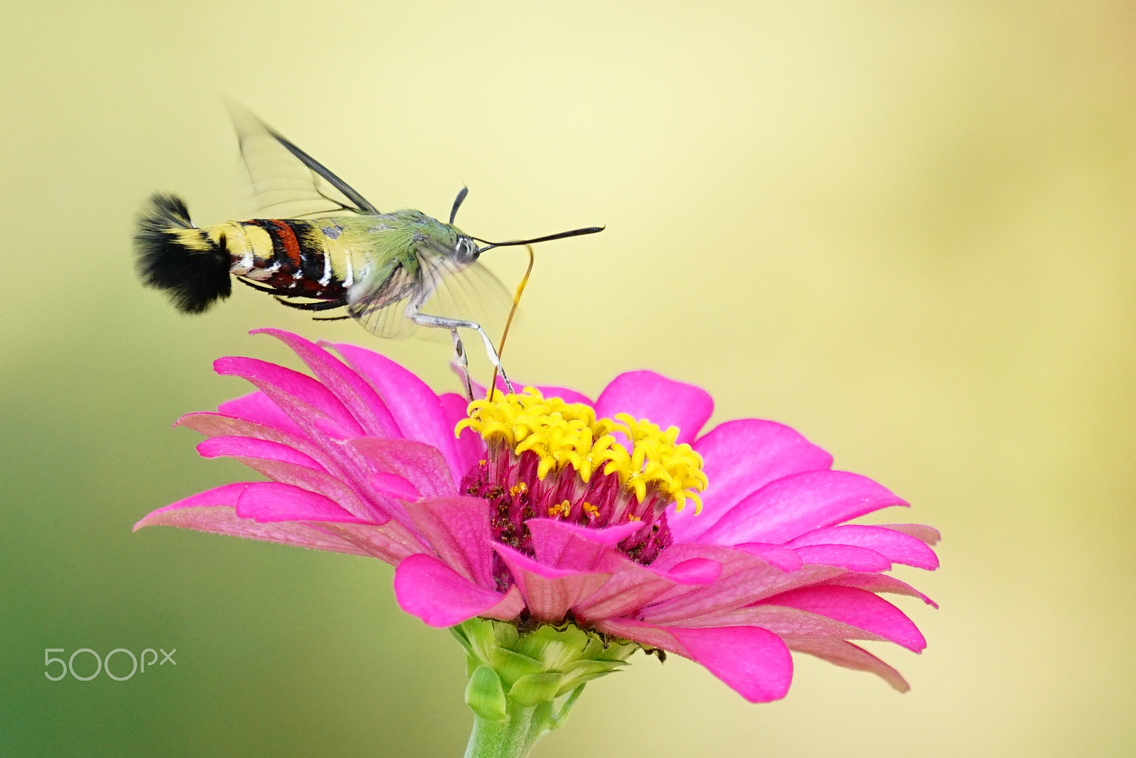 Sony 70-300mm F4.5-5.6 G SSM sample photo. Macroglossum photography