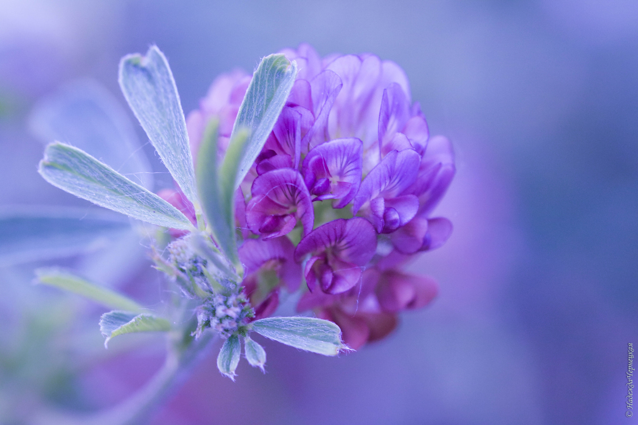 Canon EOS 750D (EOS Rebel T6i / EOS Kiss X8i) + Canon EF 100mm F2.8L Macro IS USM sample photo. Сиреневый сон. lilac dream. photography