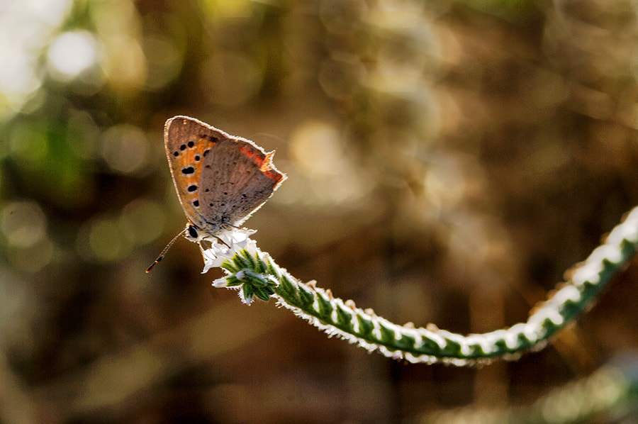 Pentax K20D sample photo. Bokeh photography