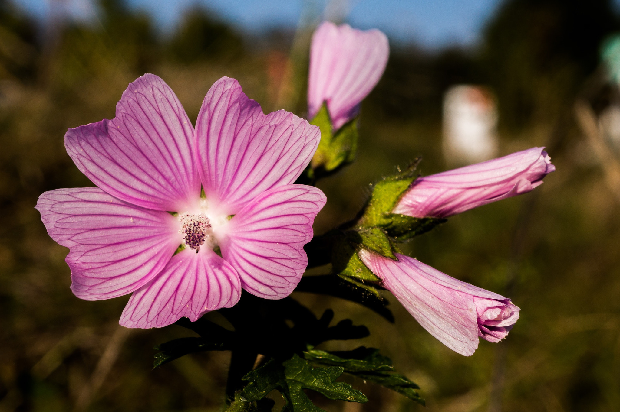 Sony Alpha NEX-7 + Sony E 30mm F3.5 Macro sample photo. Beauty photography