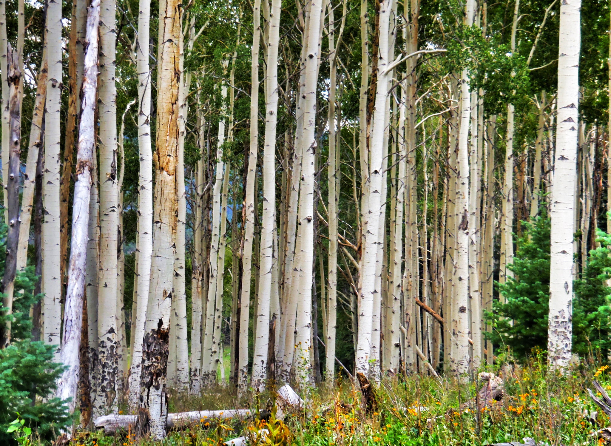 Olympus StylusTough-6020 sample photo. Aspens. new mexico photography